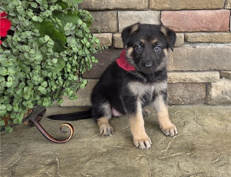 Big Bones German Shepherds Puppies image 2