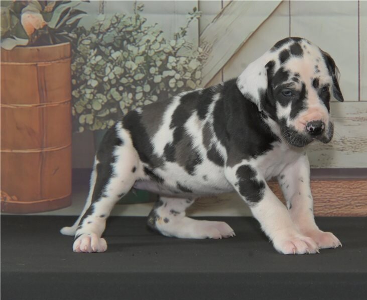 Great Dane Puppies For Sale image 2