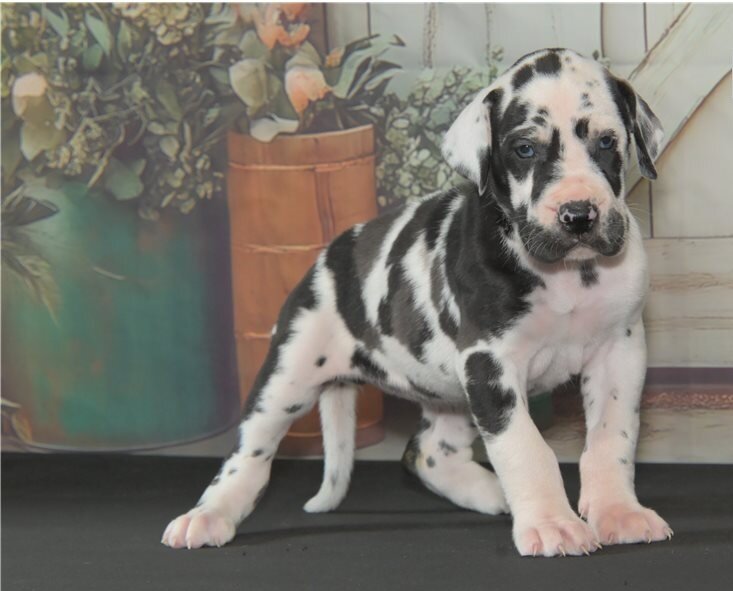 Great Dane Puppies For Sale image 1
