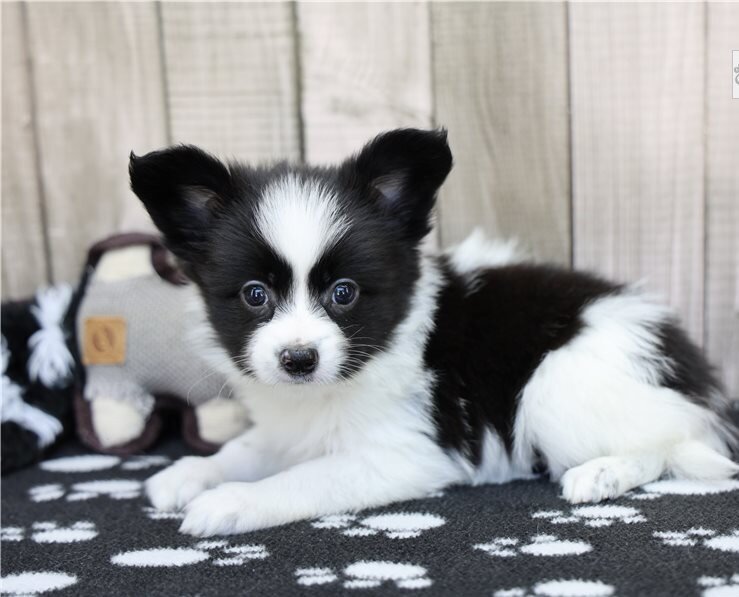 Papillon Puppies For Sale image 2