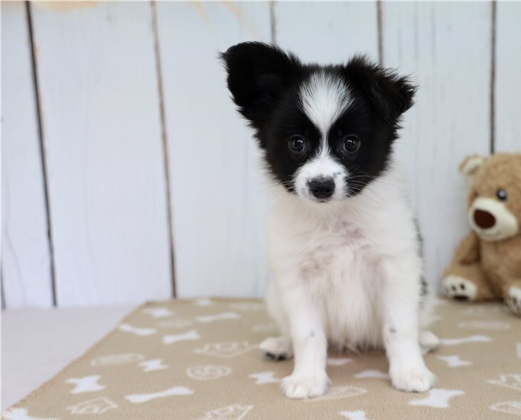 Papillon Puppies For Sale image 1