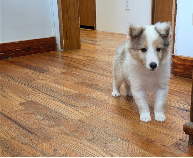 Shetland Sheepdog Puppies For Sale image 1