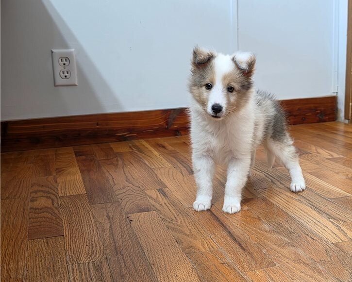 Shetland Sheepdog Puppies For Sale image 2