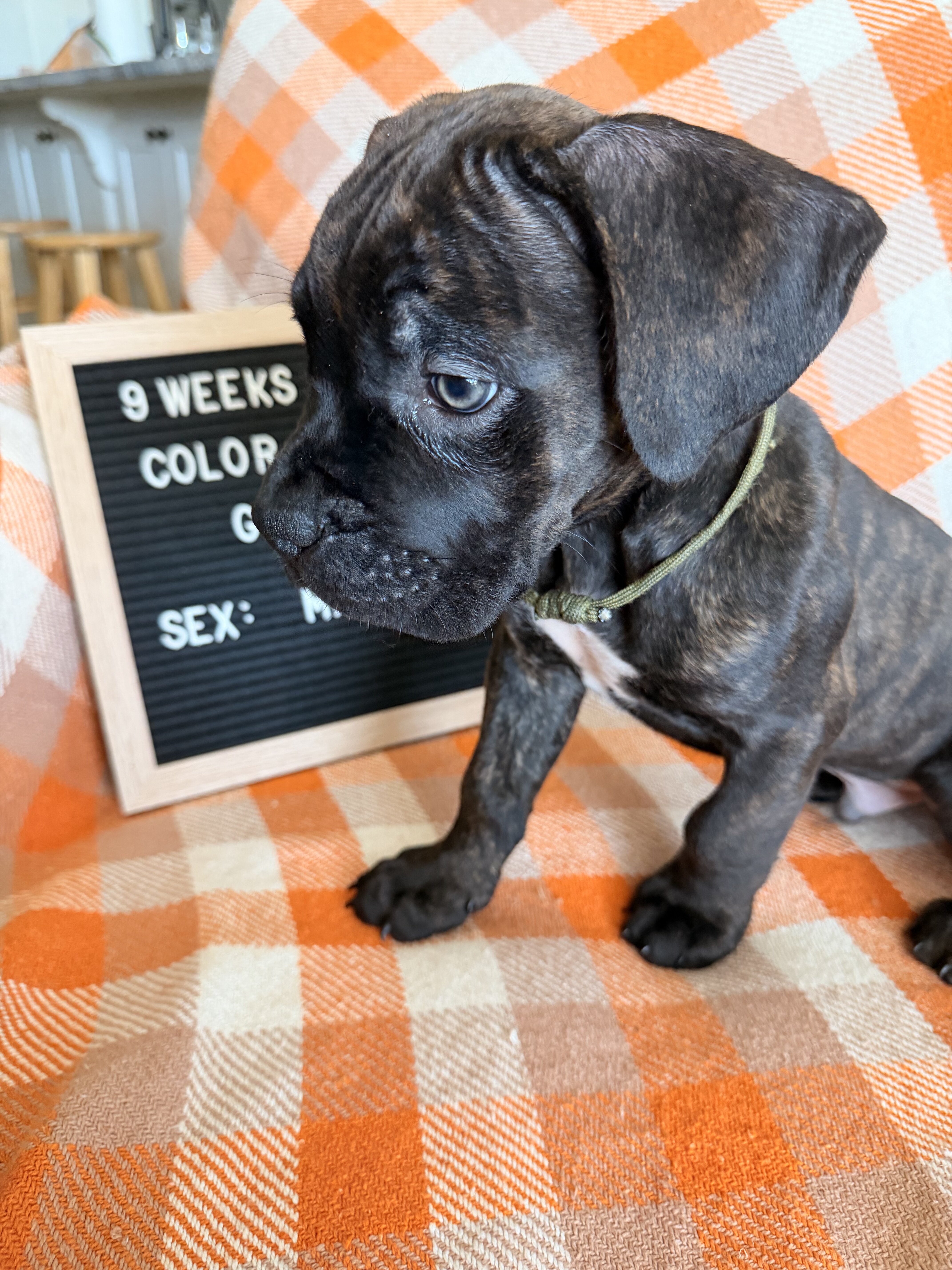 Puppies- Cane Corso image 3