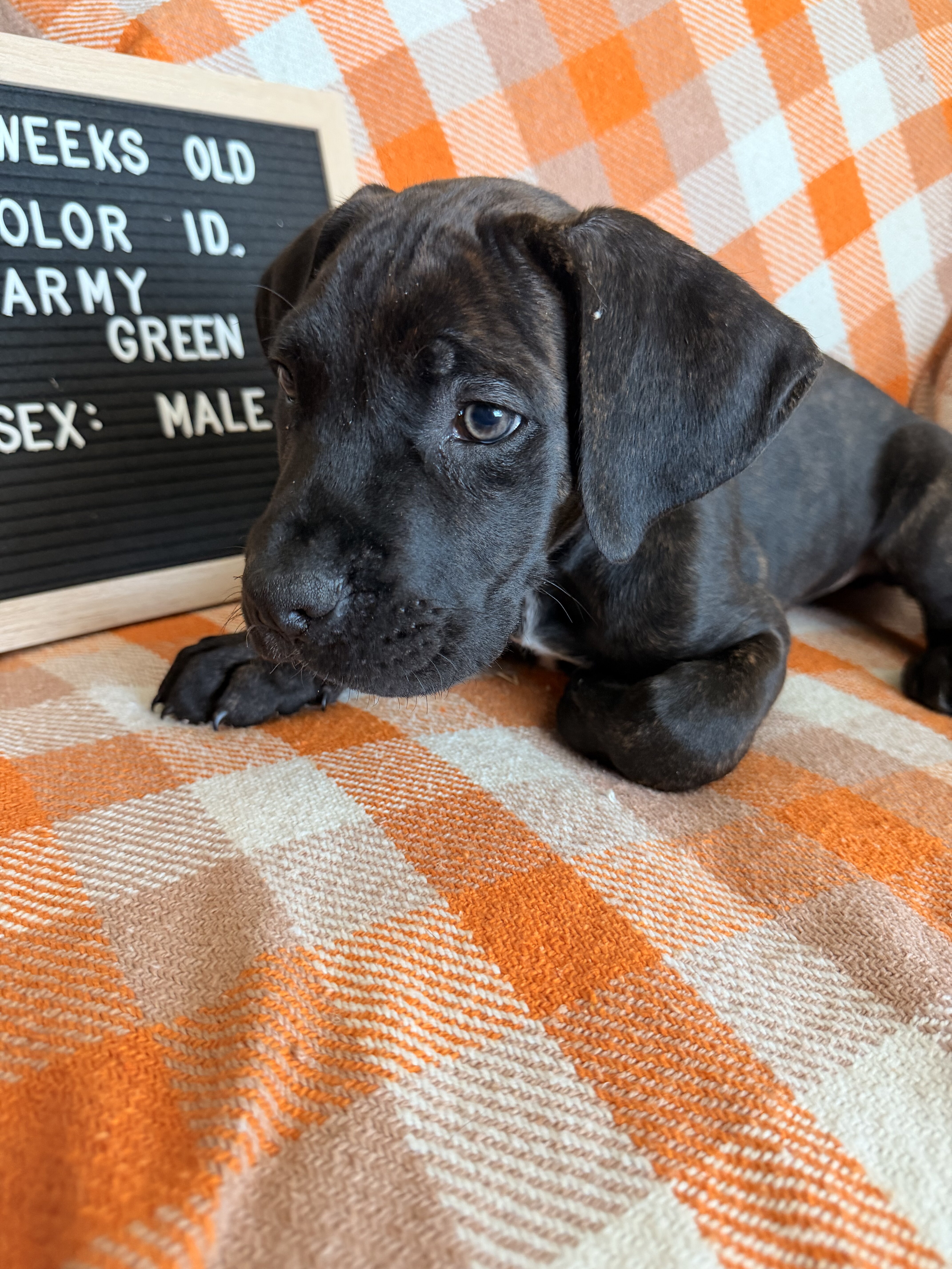 Puppies- Cane Corso image 2