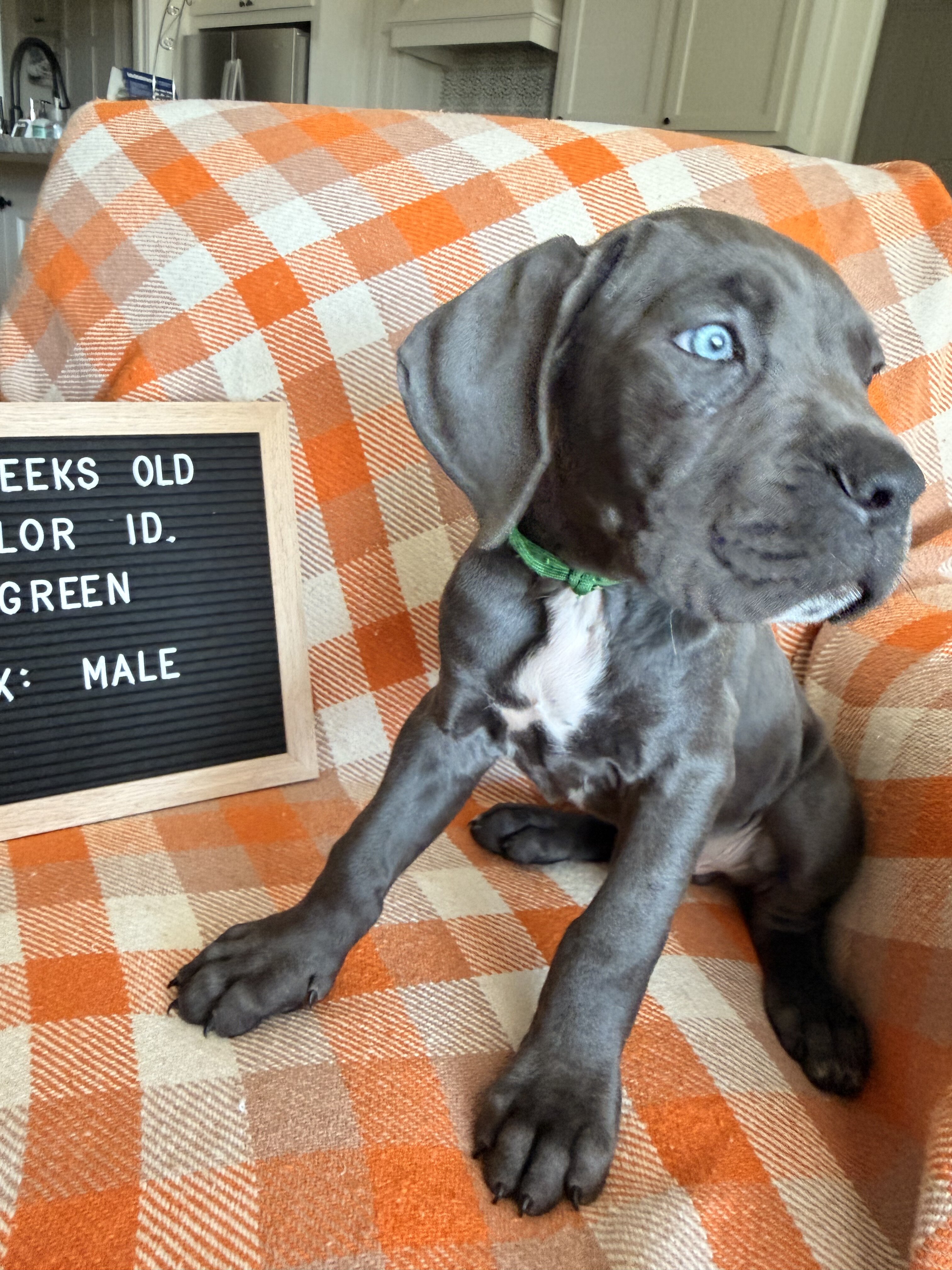 Puppies- Cane Corso image 1