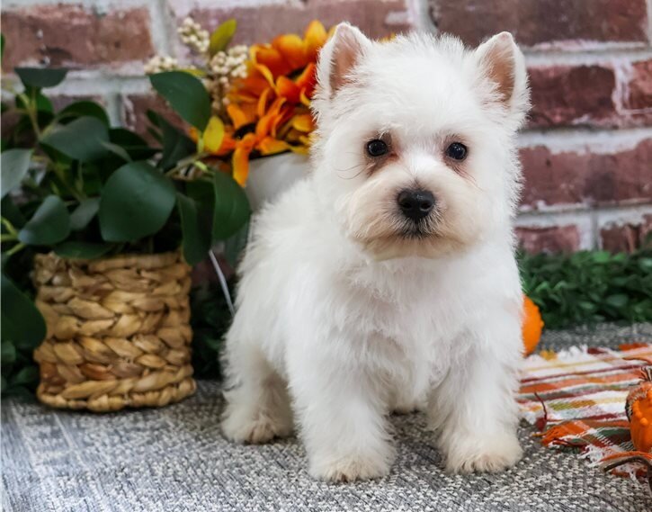 West Highland White Terrier Puppies For Sale image 1