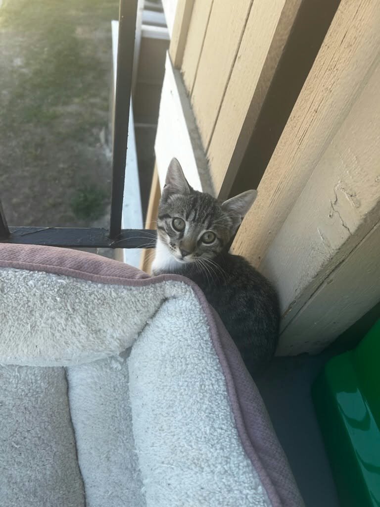 2 Baby kittens image 3