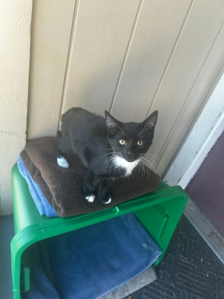 2 Baby kittens image 2