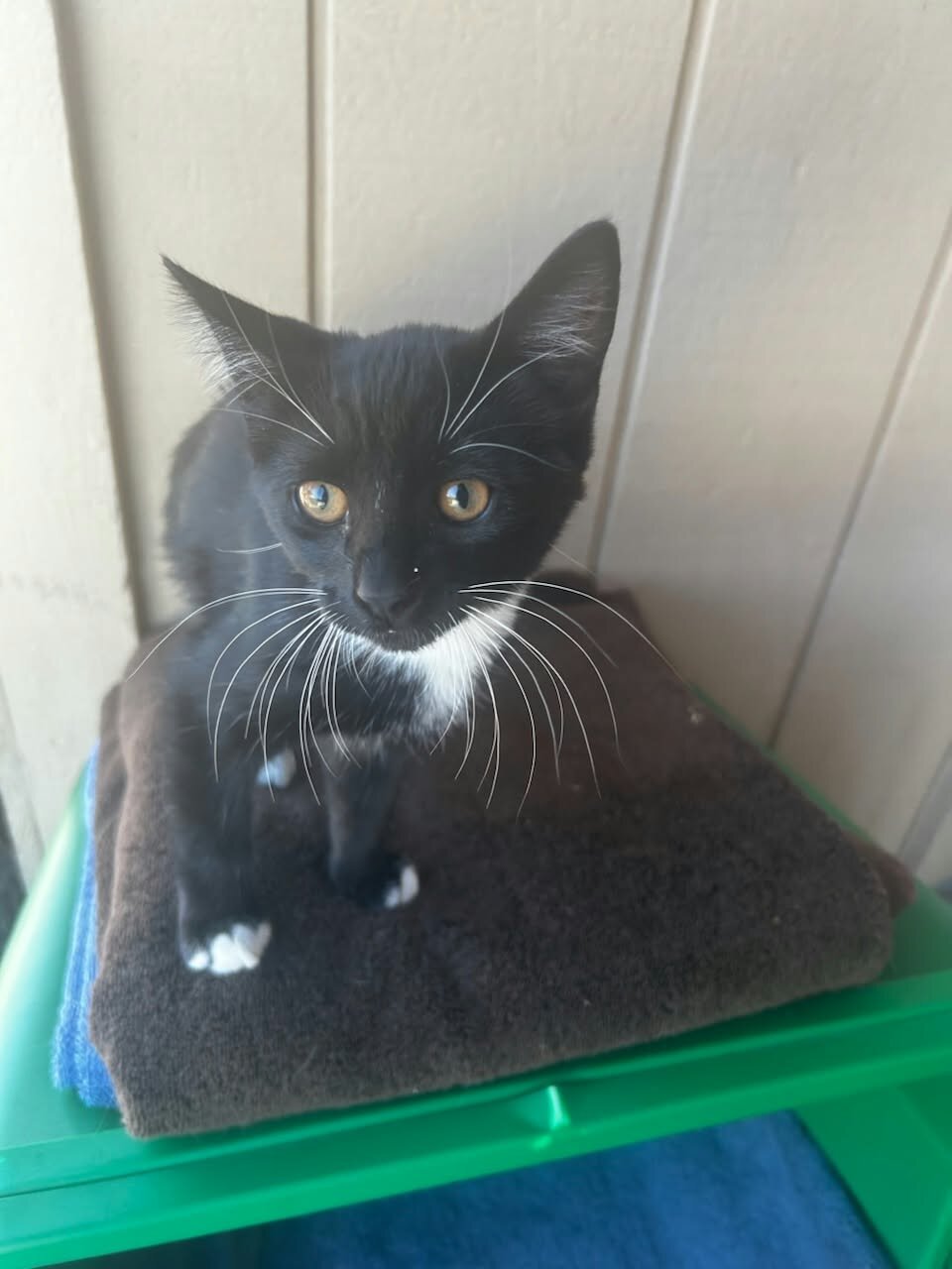 2 Baby kittens image 1