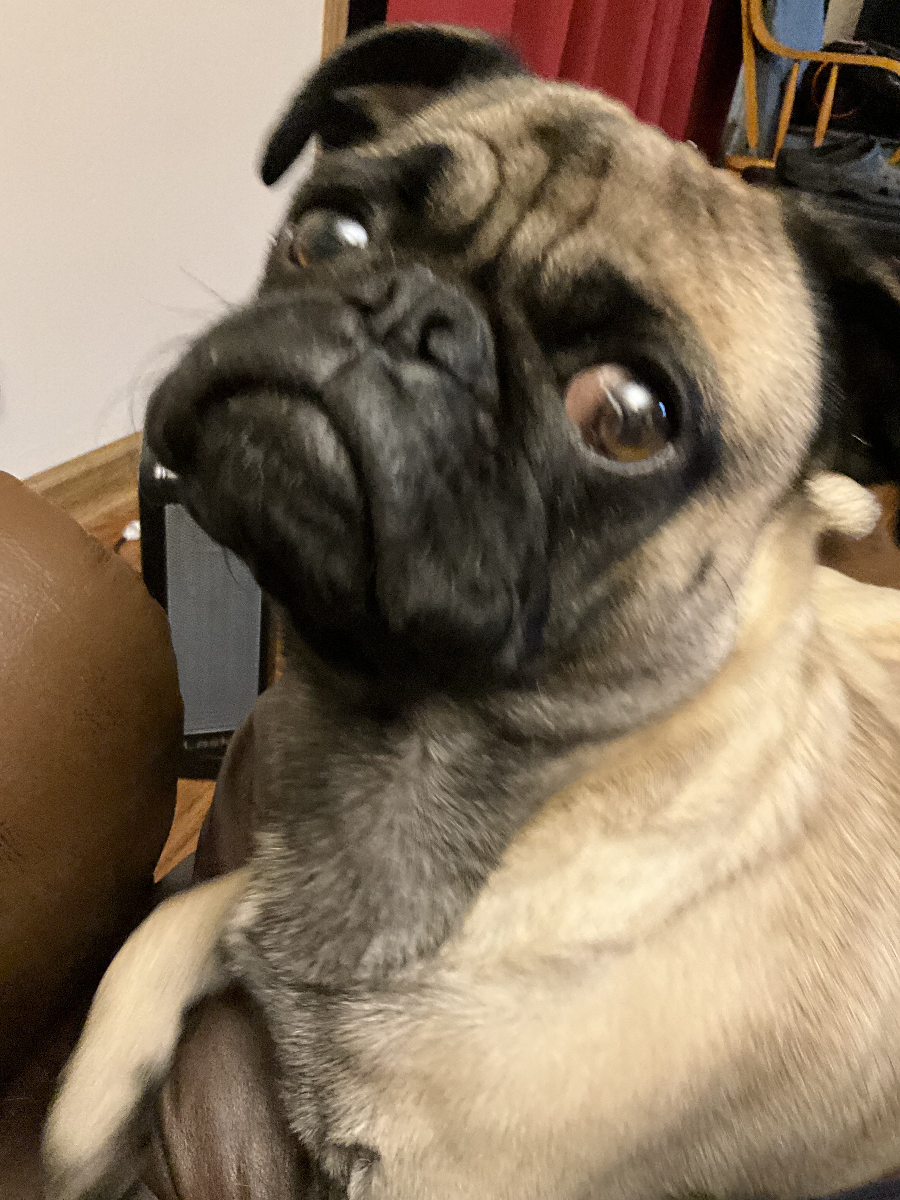 Pug image 2