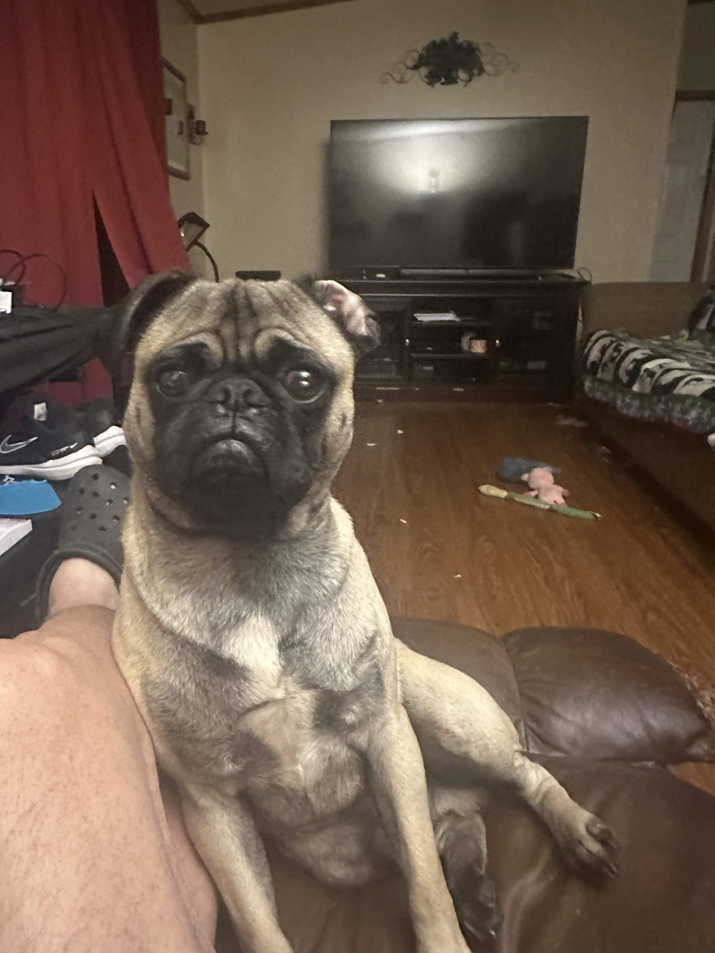 Pug image 3