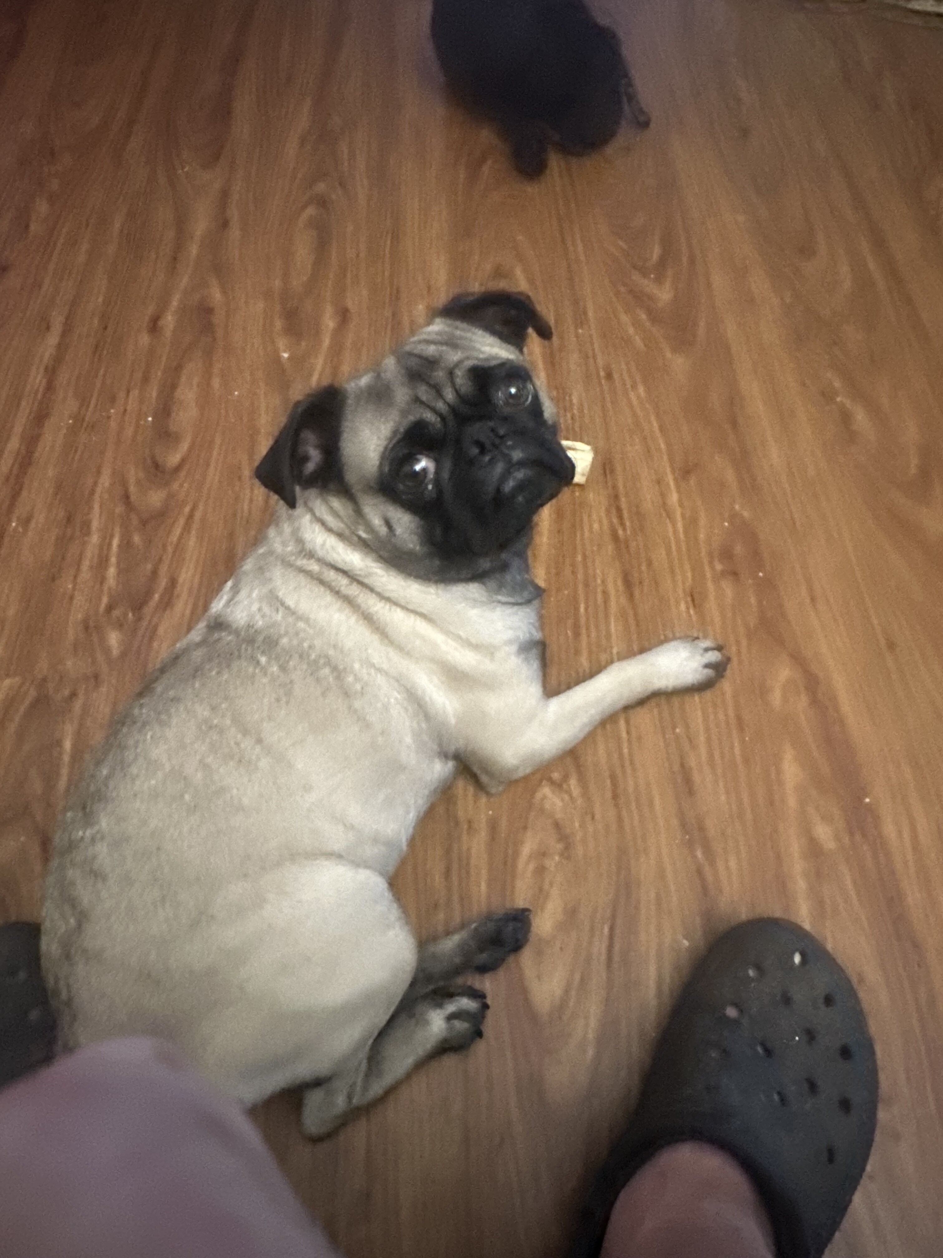 Pug image 1