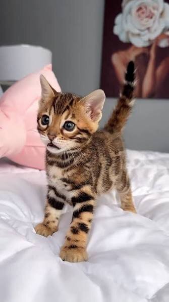 Bengal Kittens For Sale Now image 1