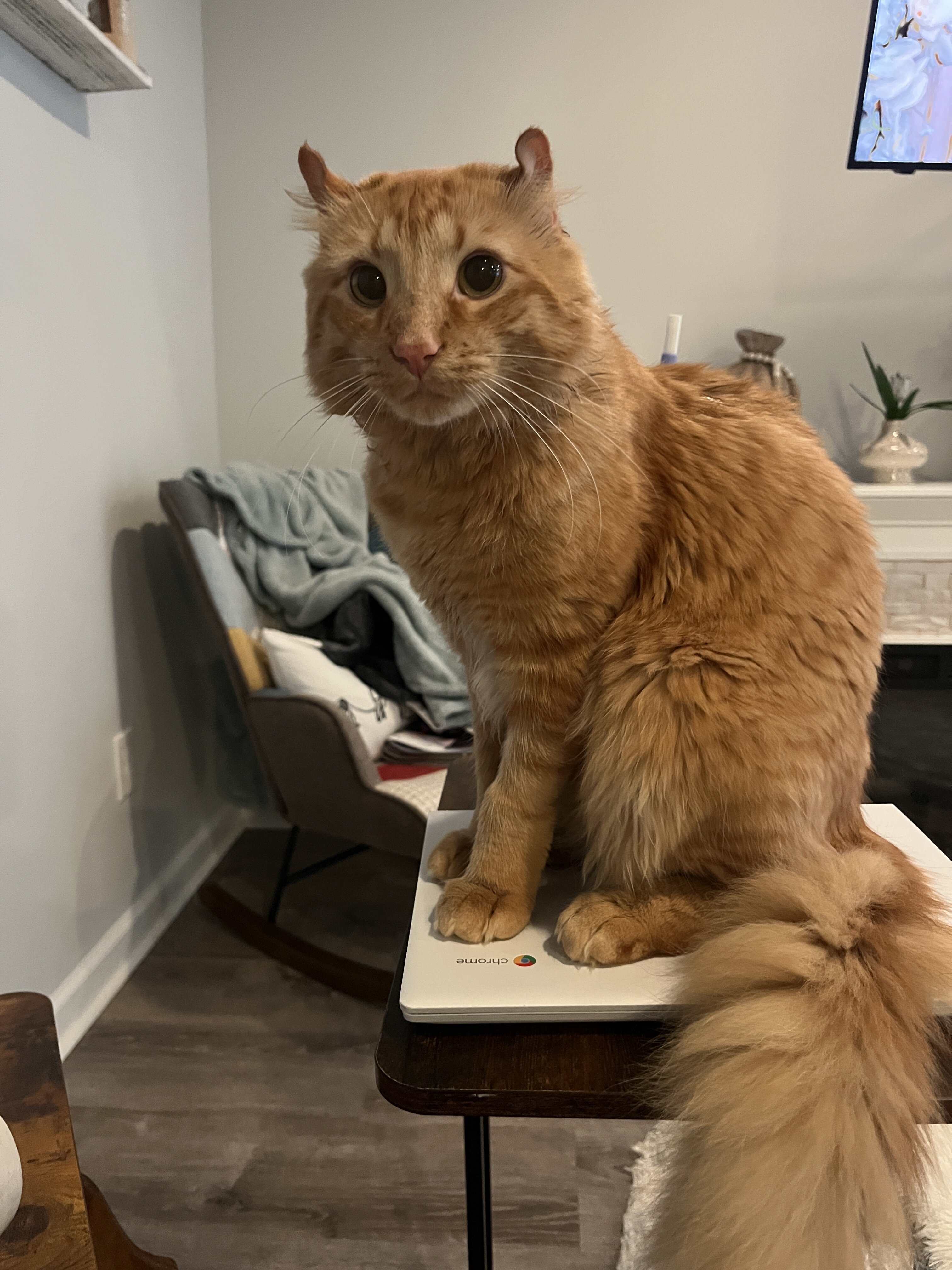Maine Coon Highlander Lynx image 1