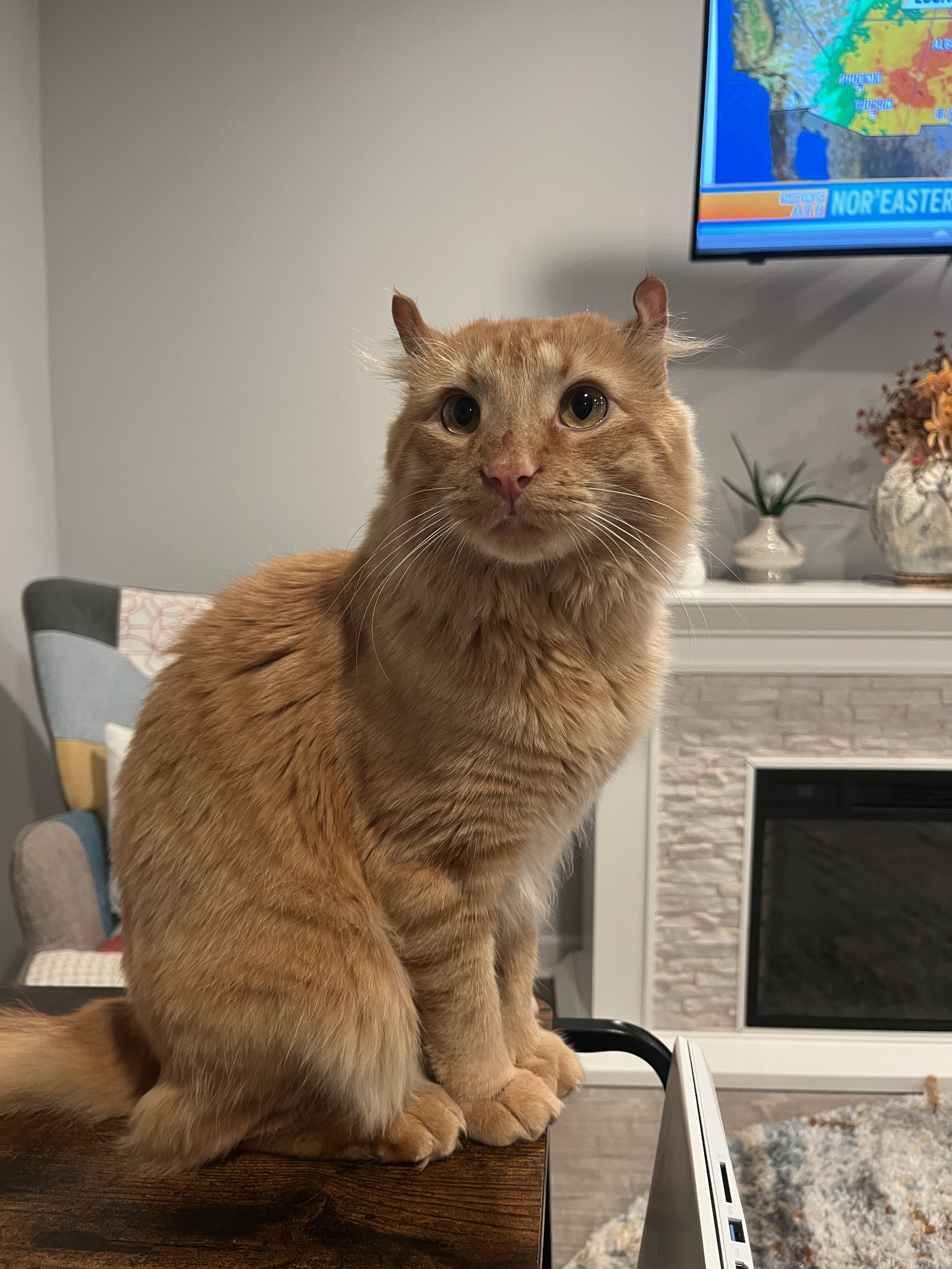 Maine Coon Highlander Lynx image 6