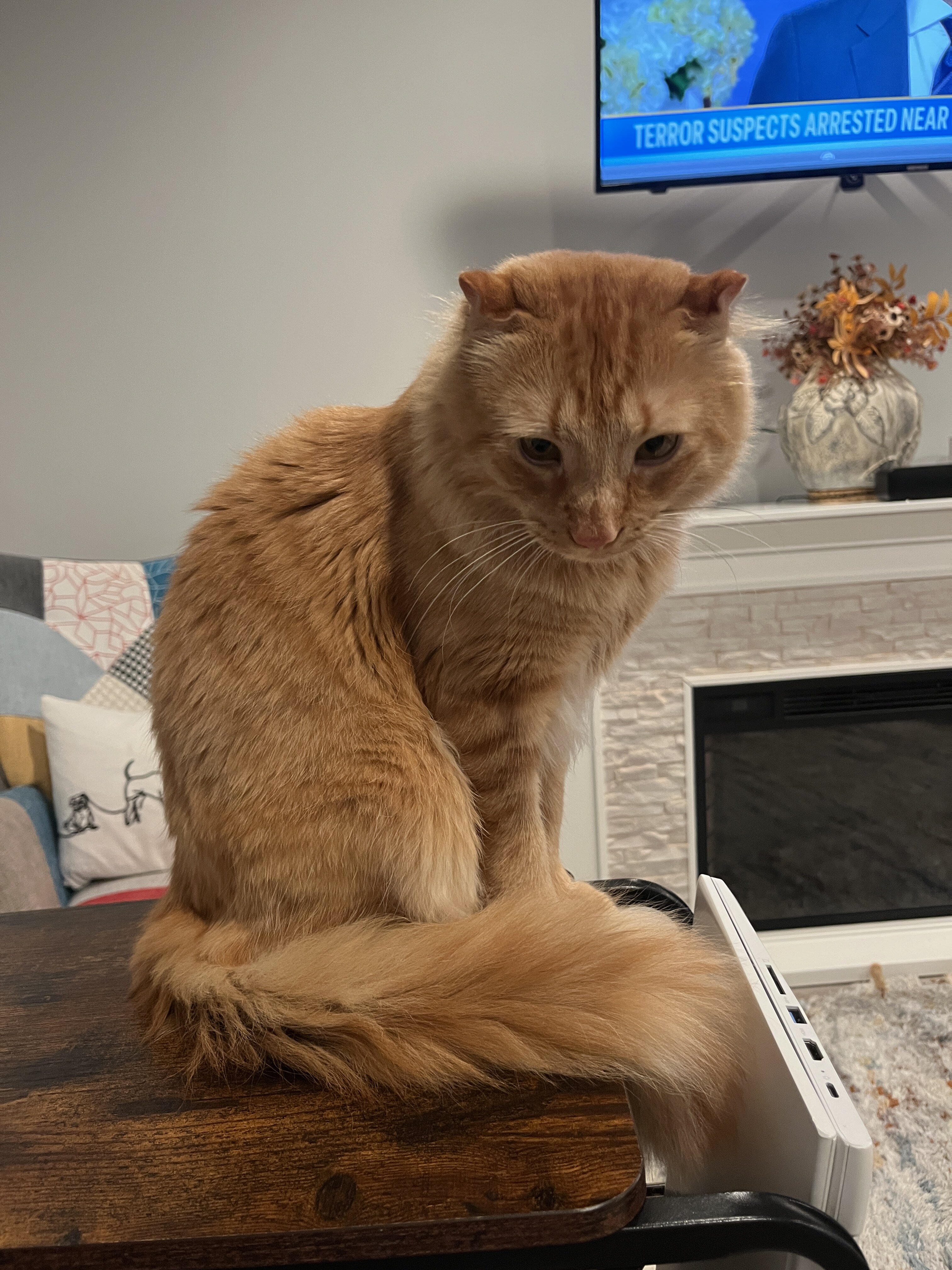 Maine Coon Highlander Lynx image 3