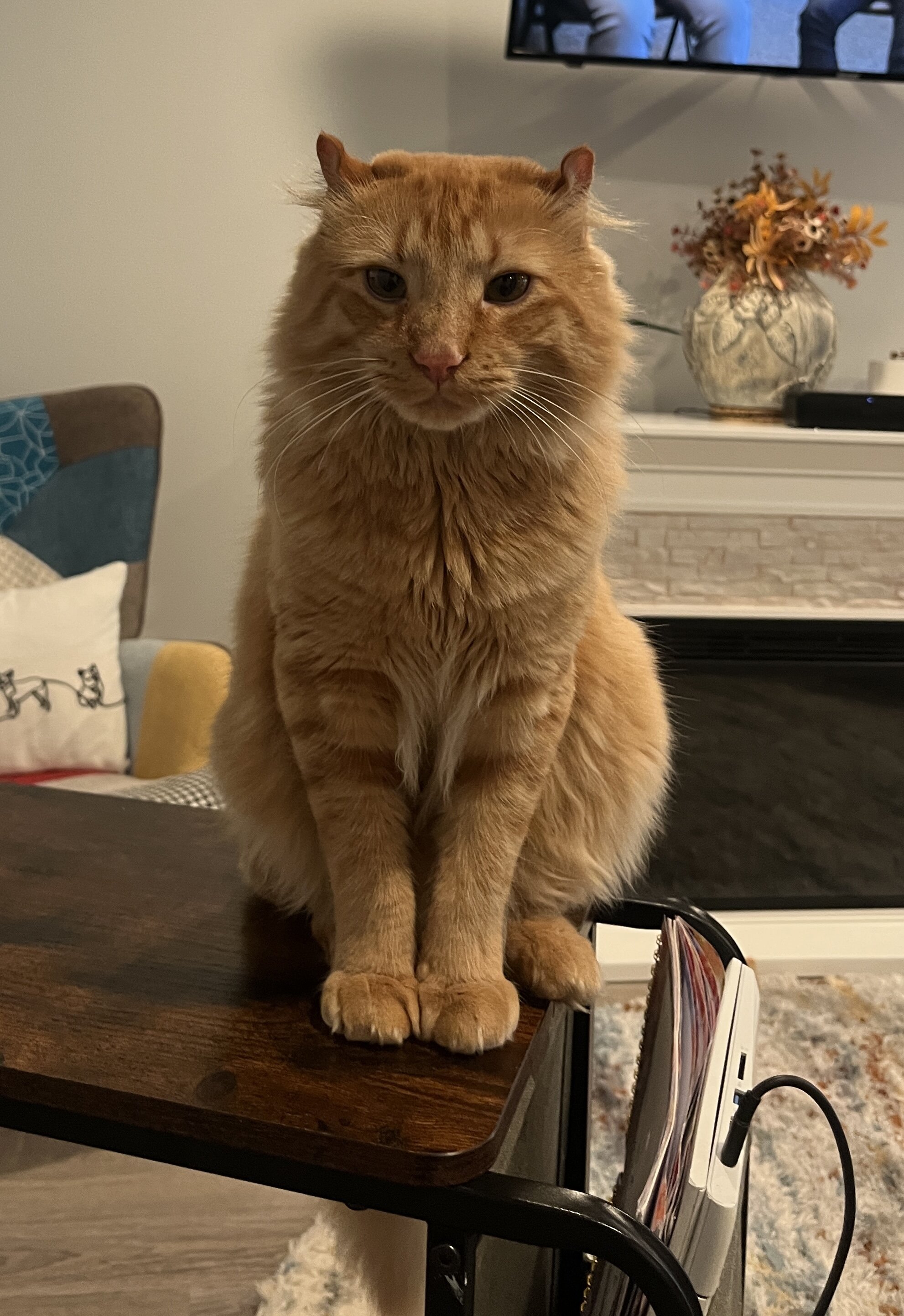 Maine Coon Highlander Lynx image 9