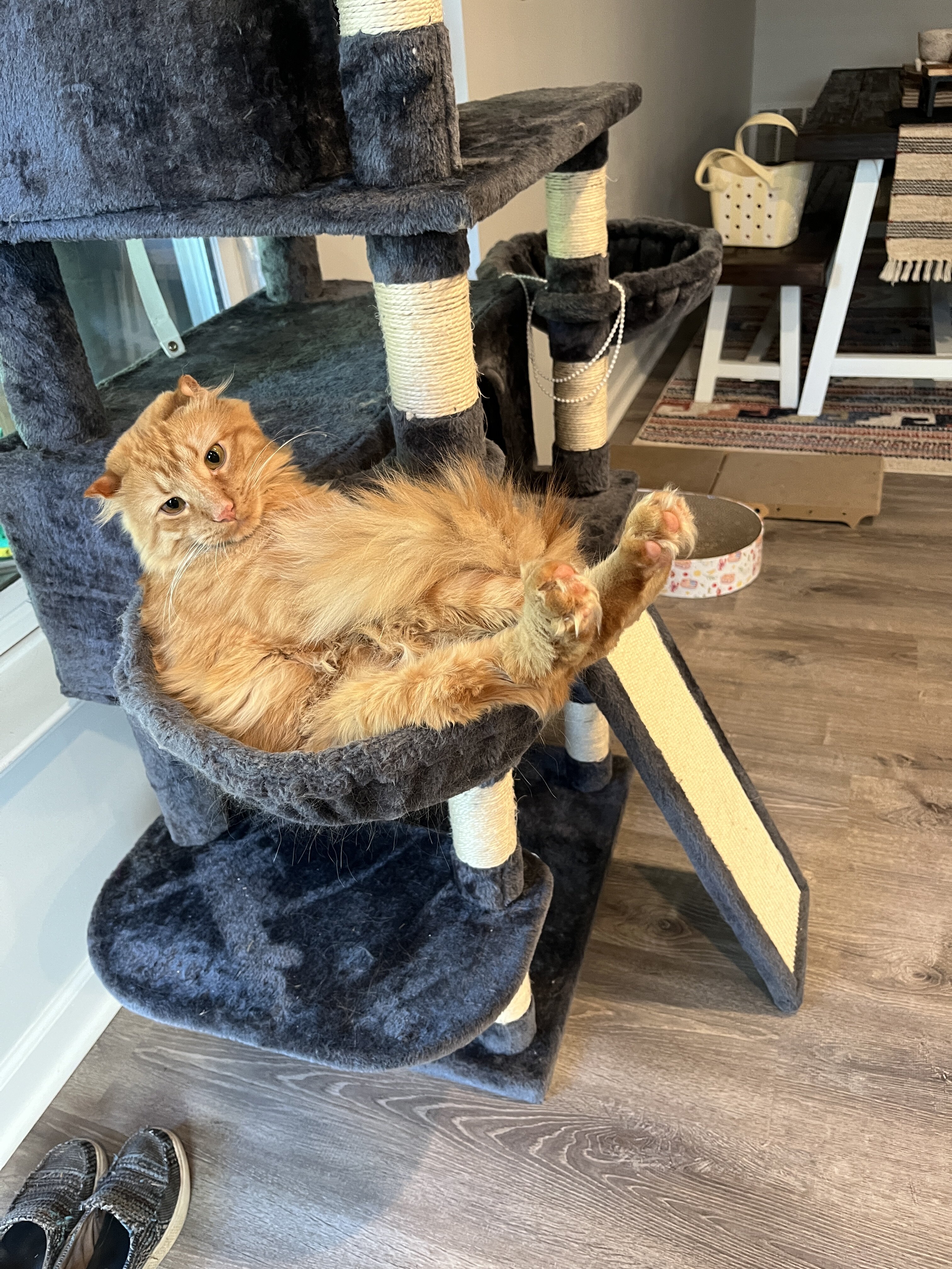 Maine Coon Highlander Lynx image 2