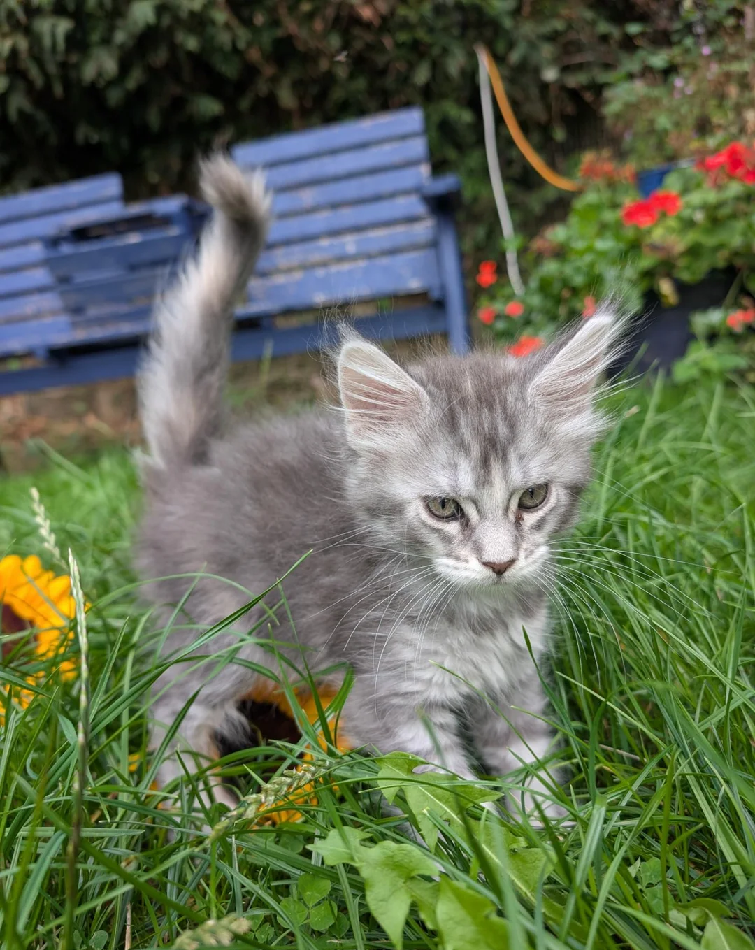 Maine Coon  red silver image 5