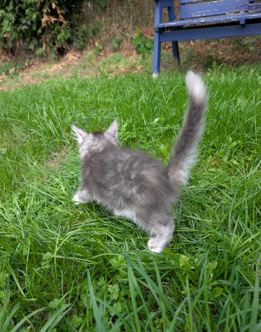 Maine Coon  red silver image 2