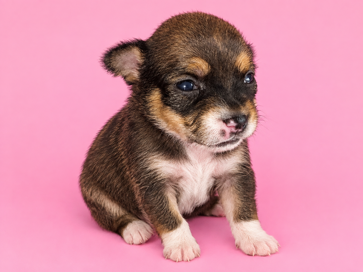 Female Chihuahua Puppy image 1
