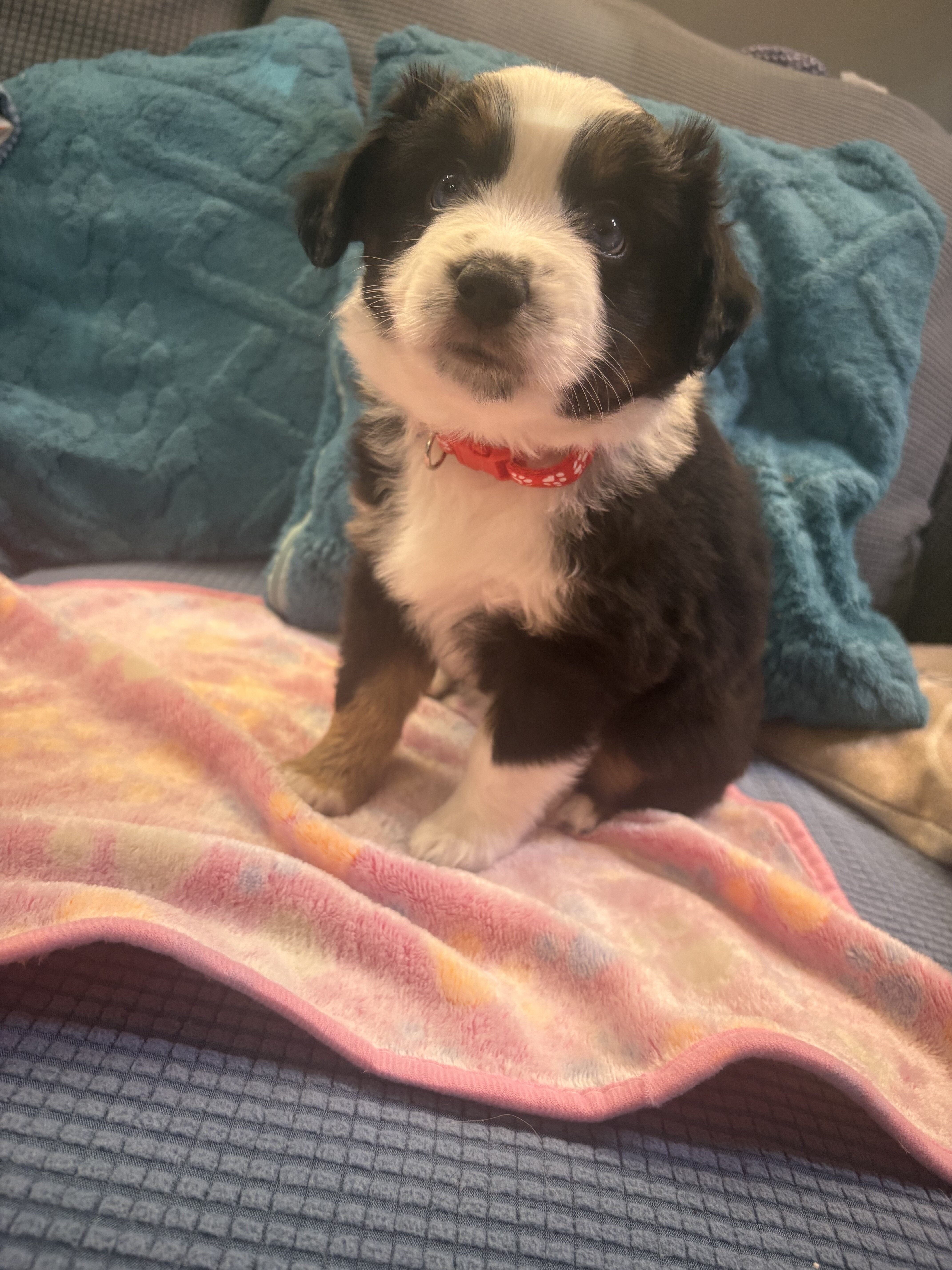 Female Miniature Aussies puppies! image 2