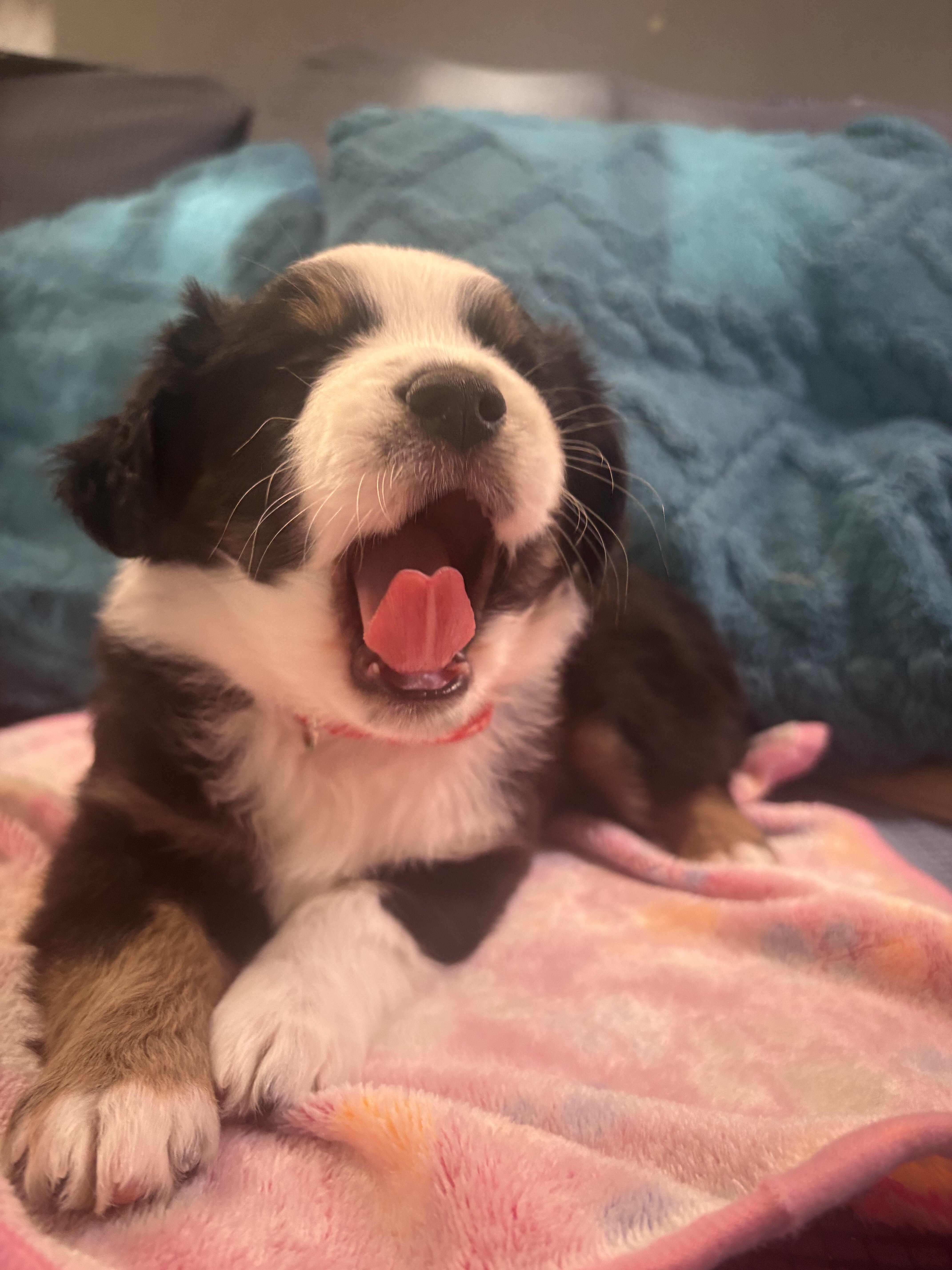 Female Miniature Aussies puppies! image 3