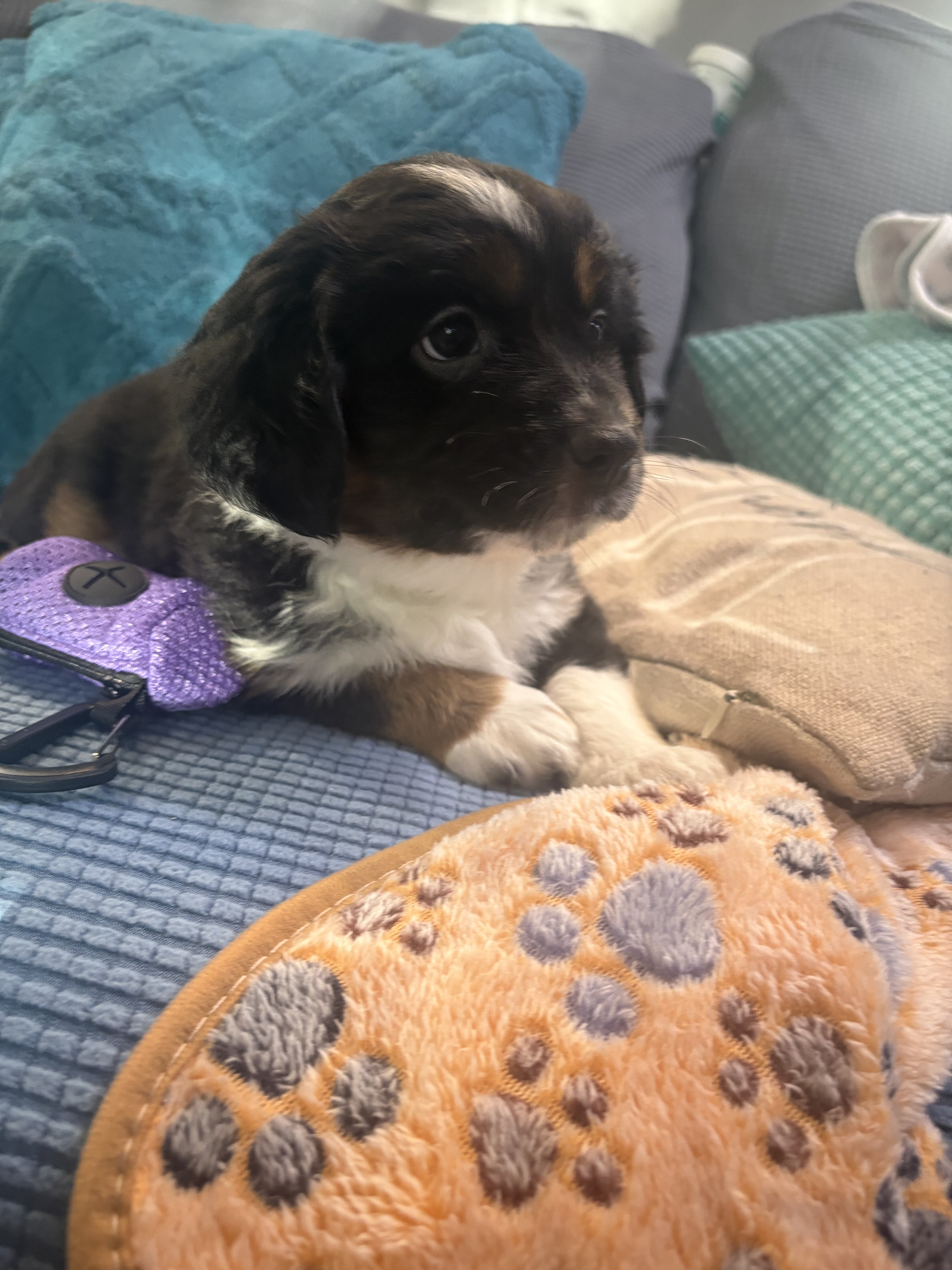 Female Miniature Aussies puppies! image 1