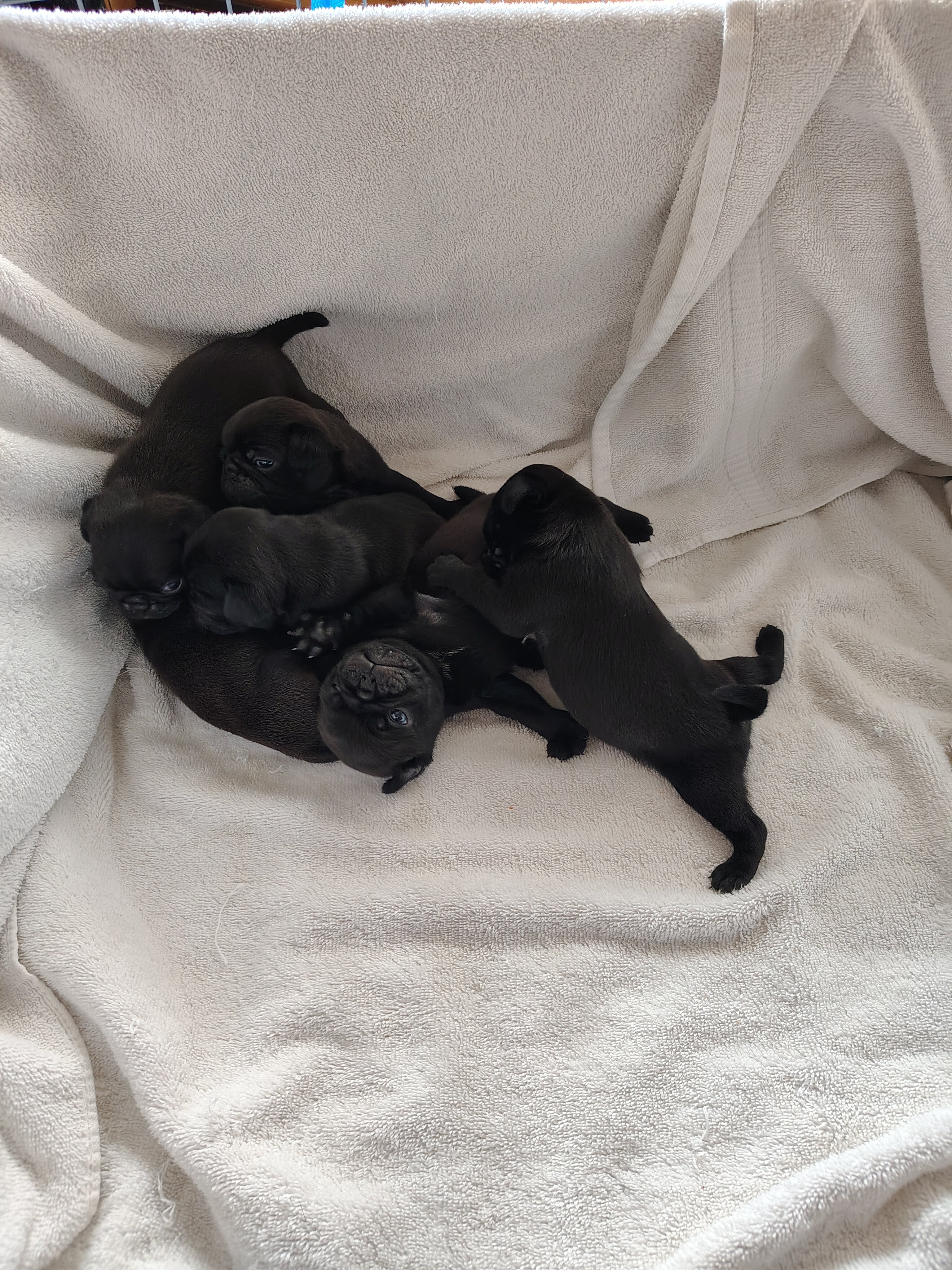 Pug puppies image 1