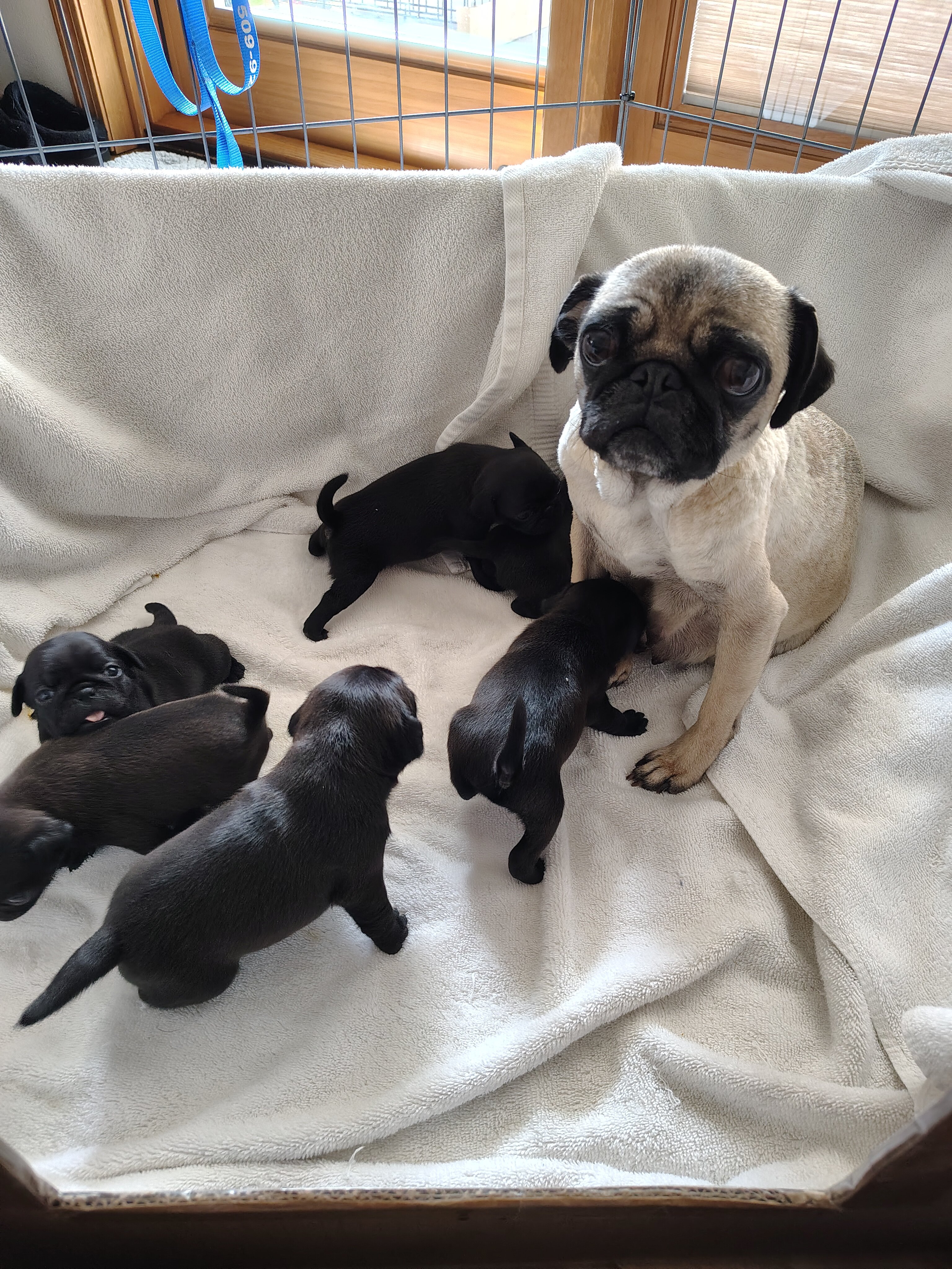 Pug puppies image 2