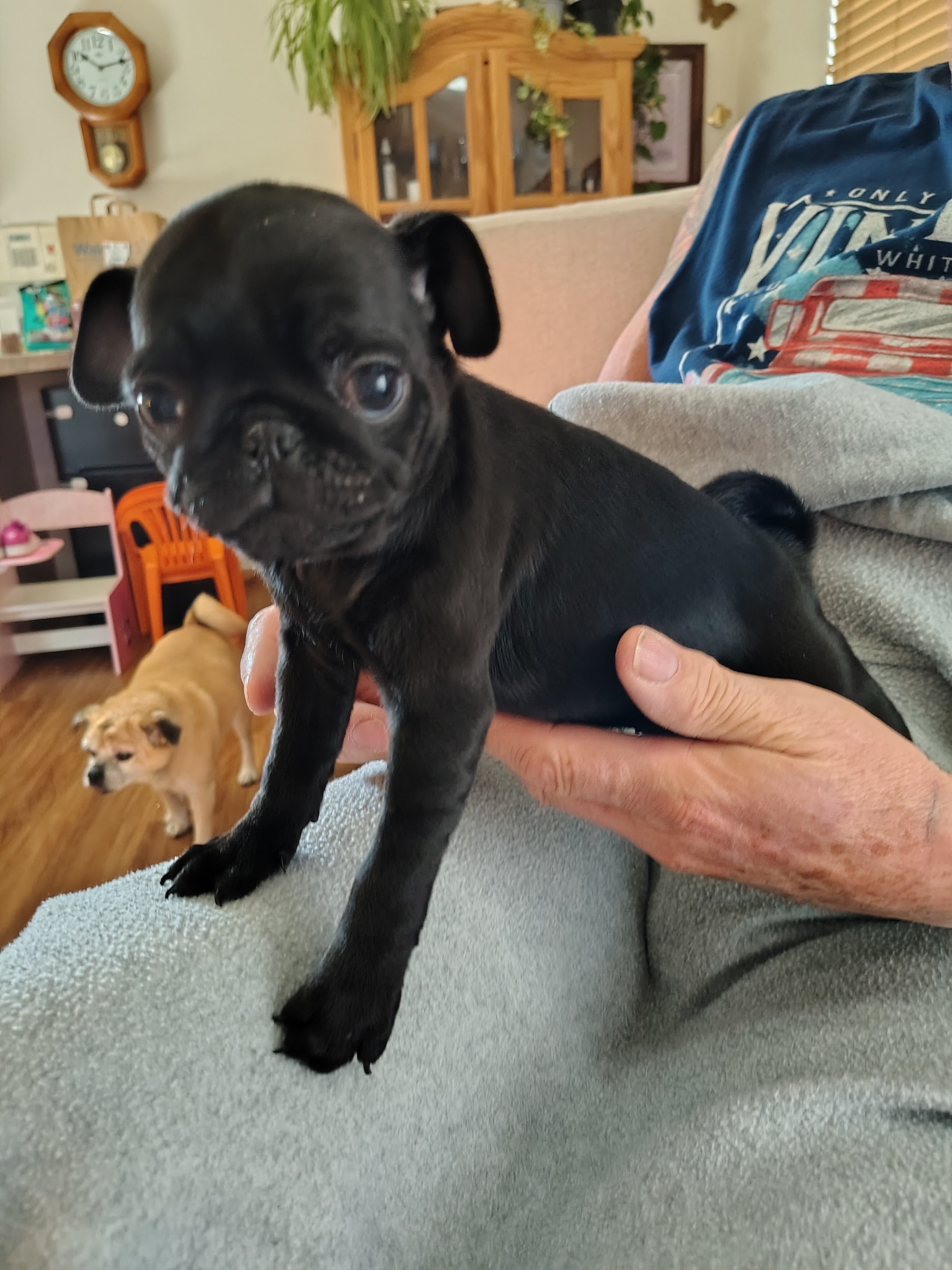 Pug puppies image 2