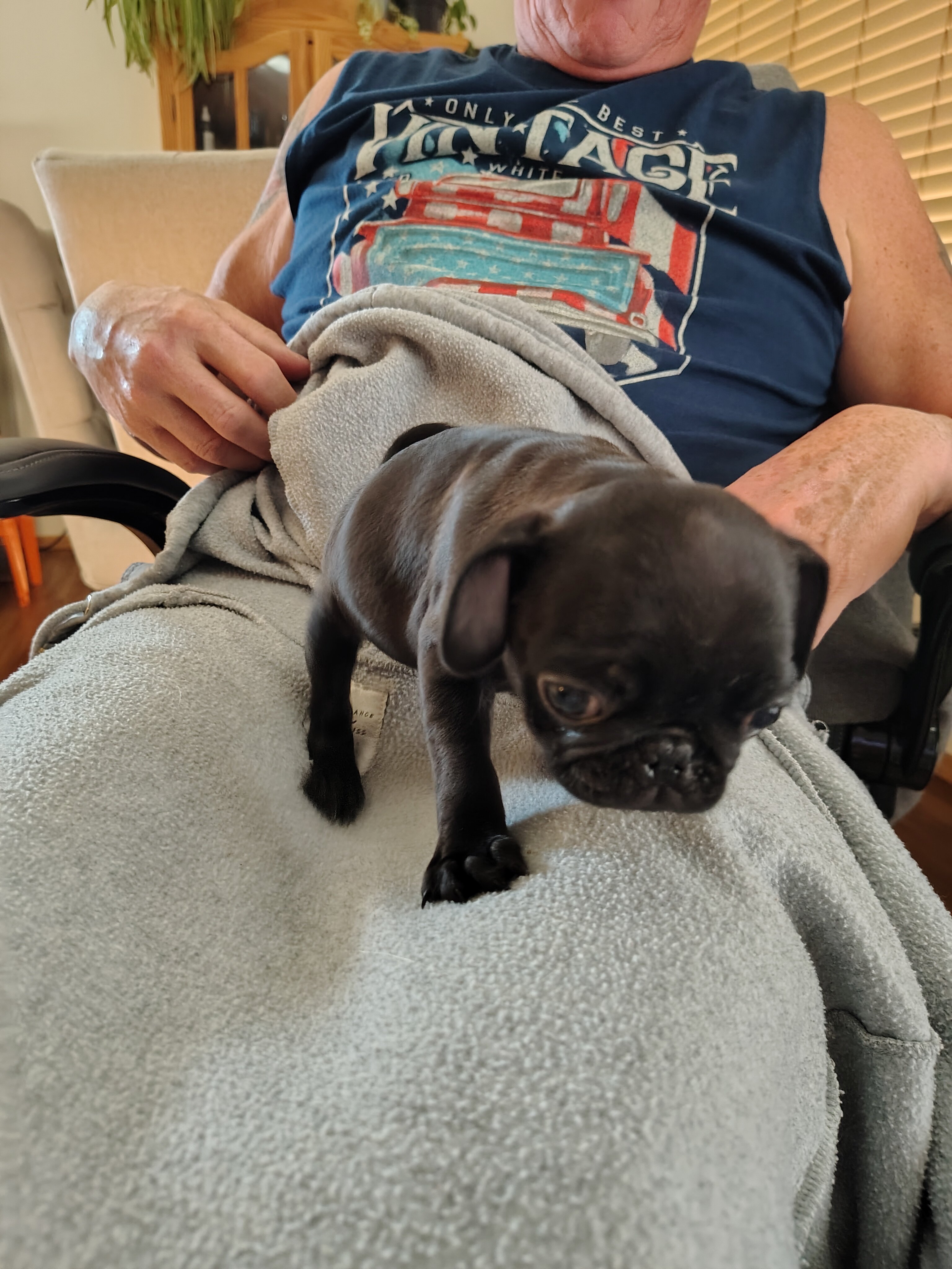 Pug puppies image 3
