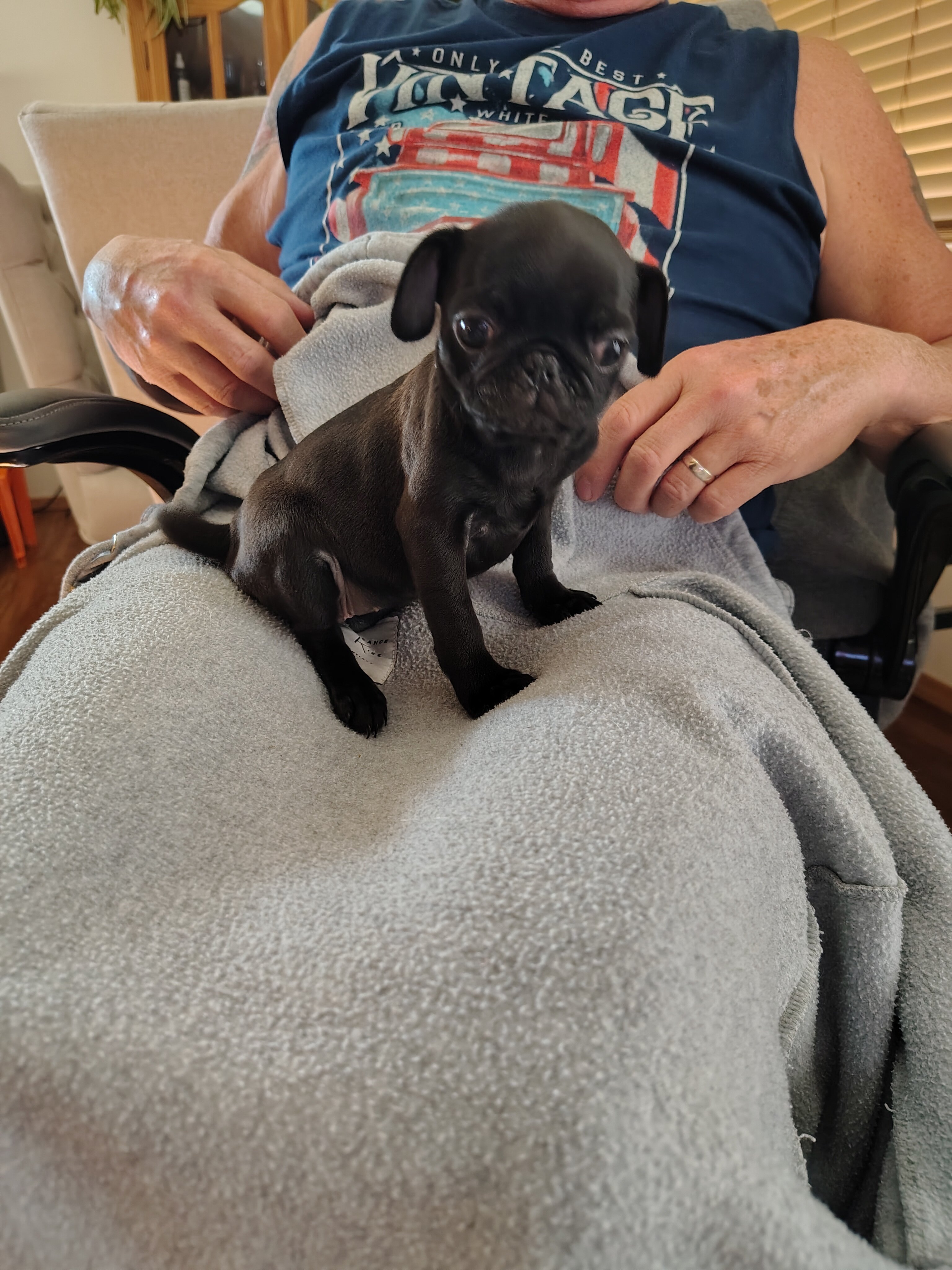 Pug puppies image 4
