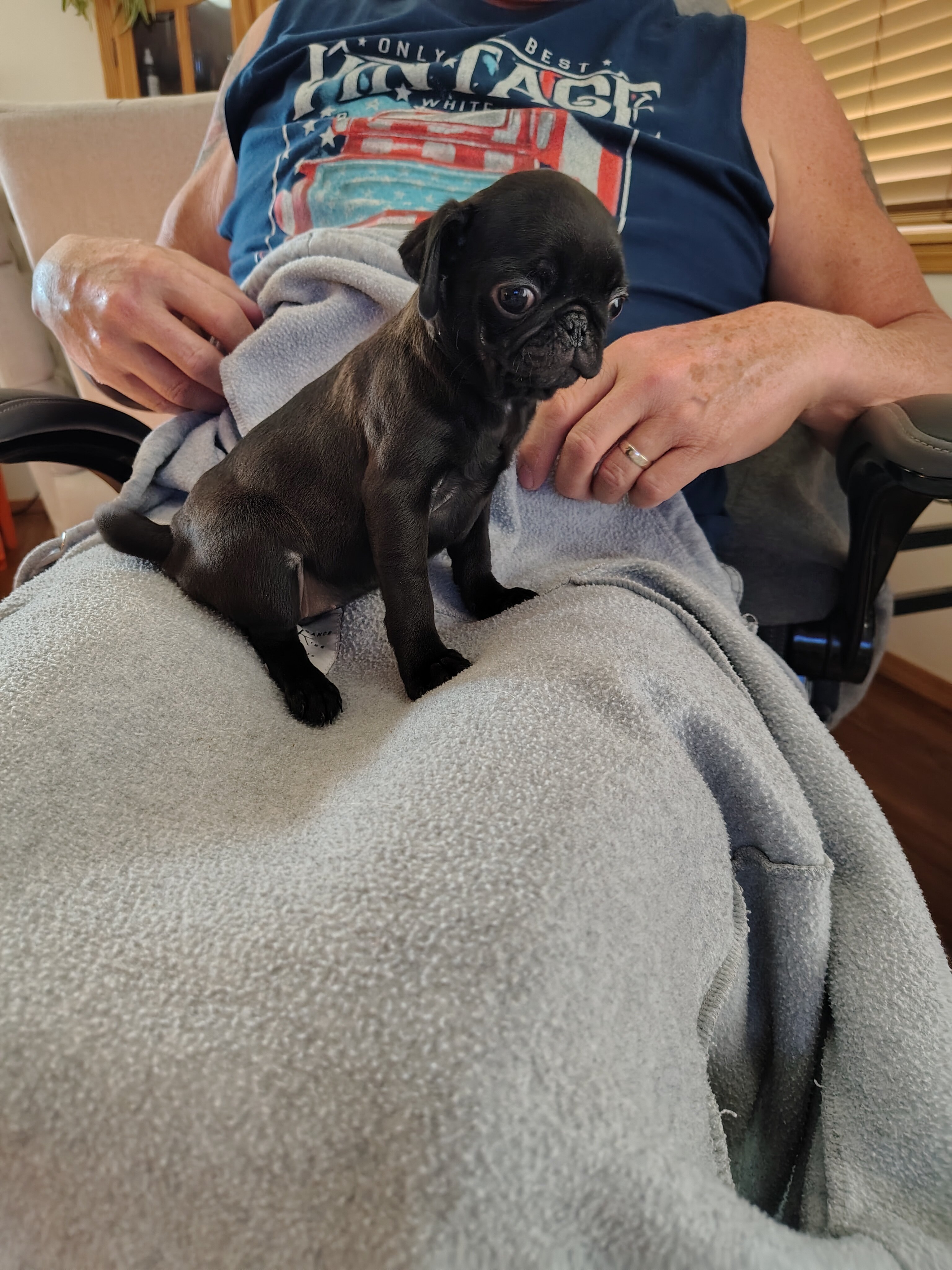 Pug puppies image 5