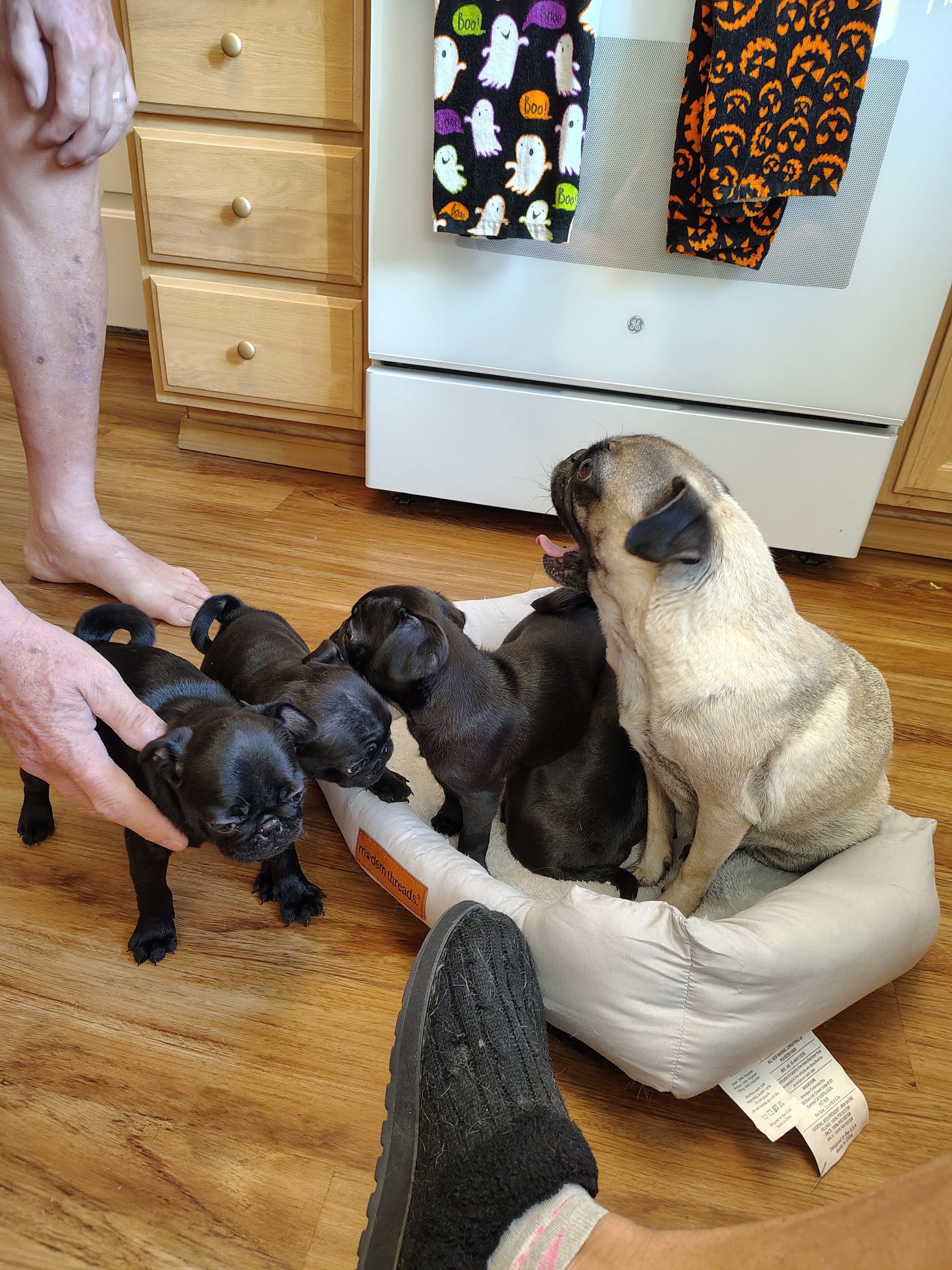 Pug puppies image 7