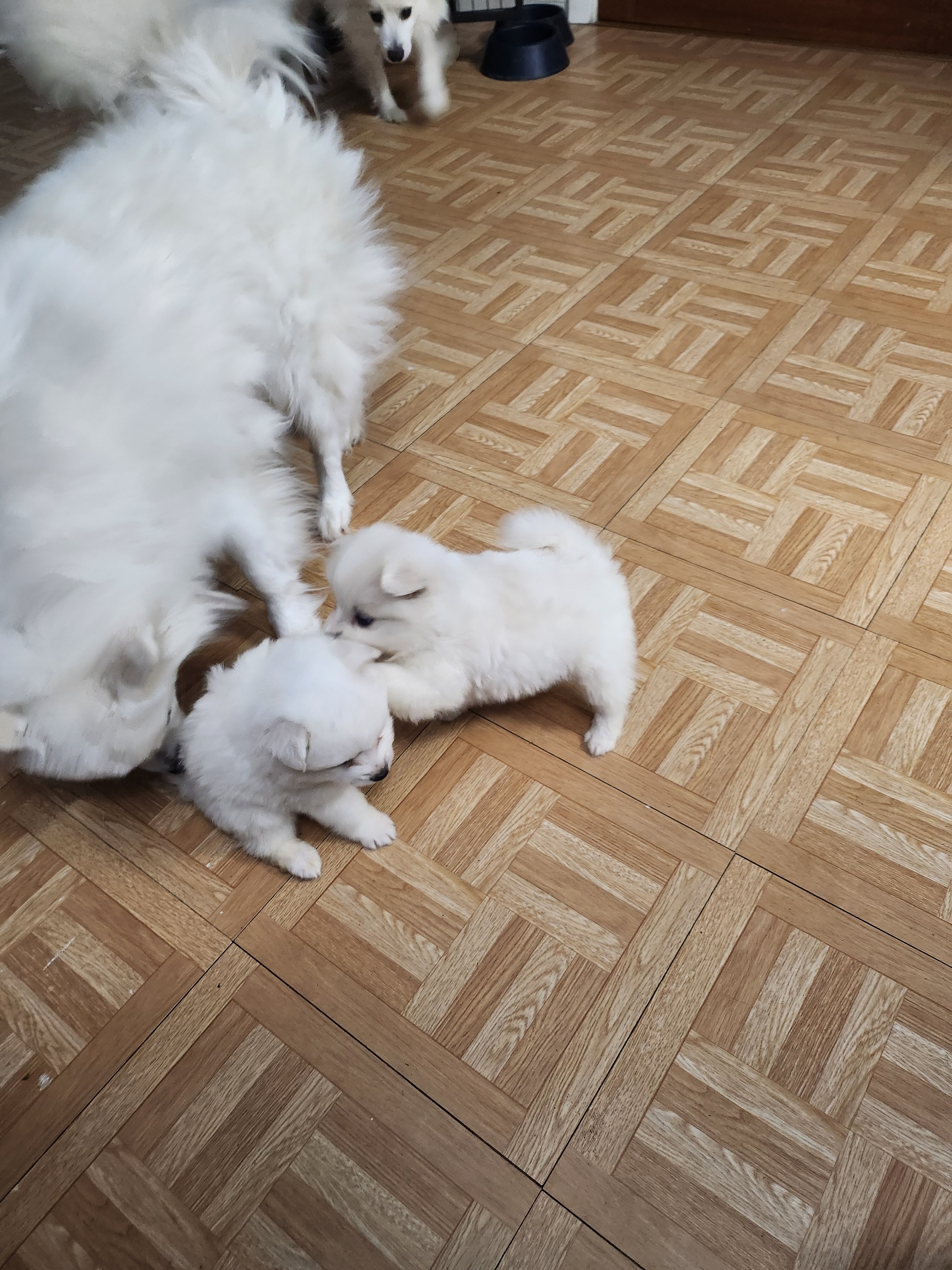 American Eskimo Puppies image 1