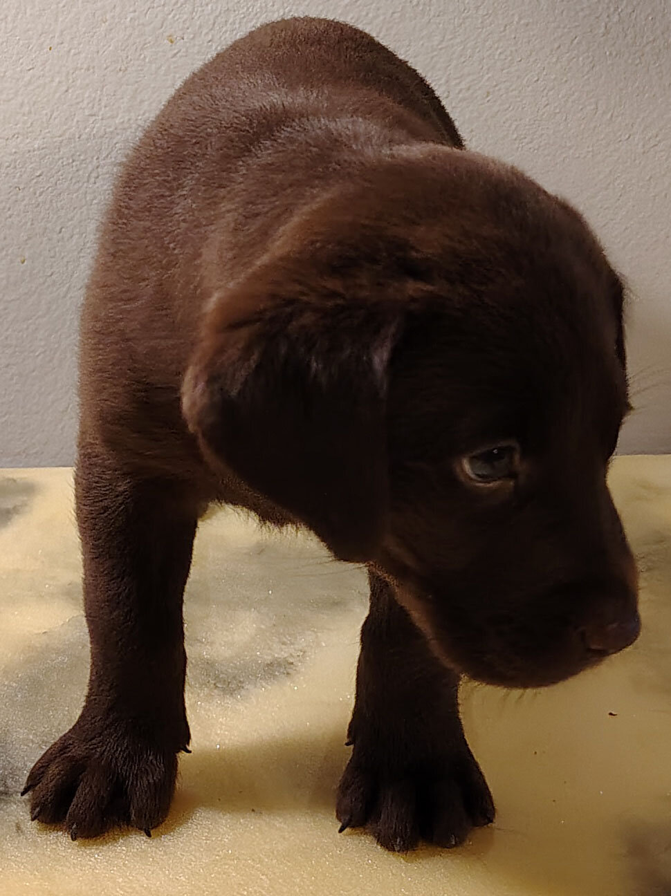 Labrador Retriever Puppies 7 weeks old today 10/2 image 2