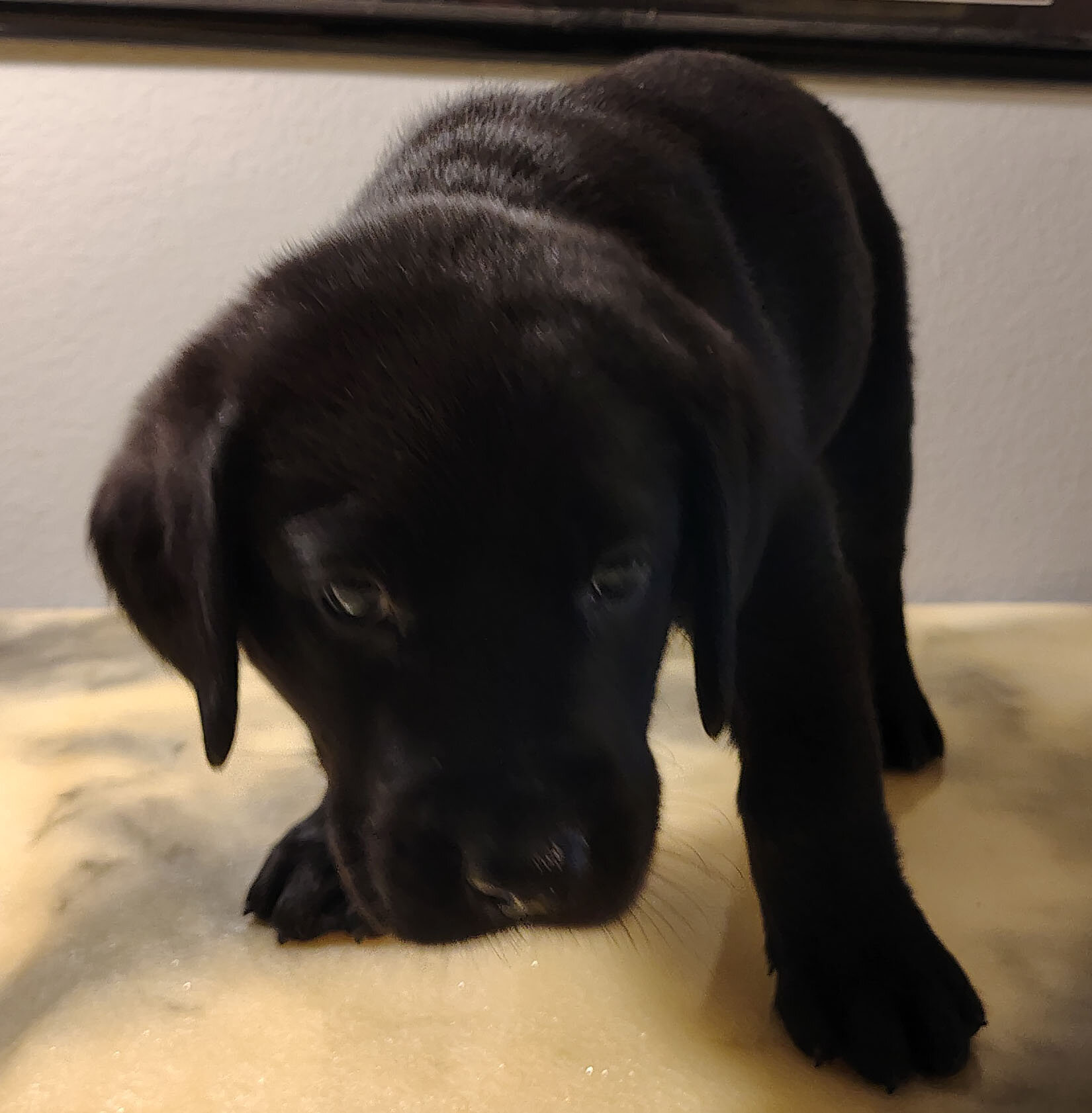 Labrador Retriever Puppies 7 weeks old today 10/2 image 7