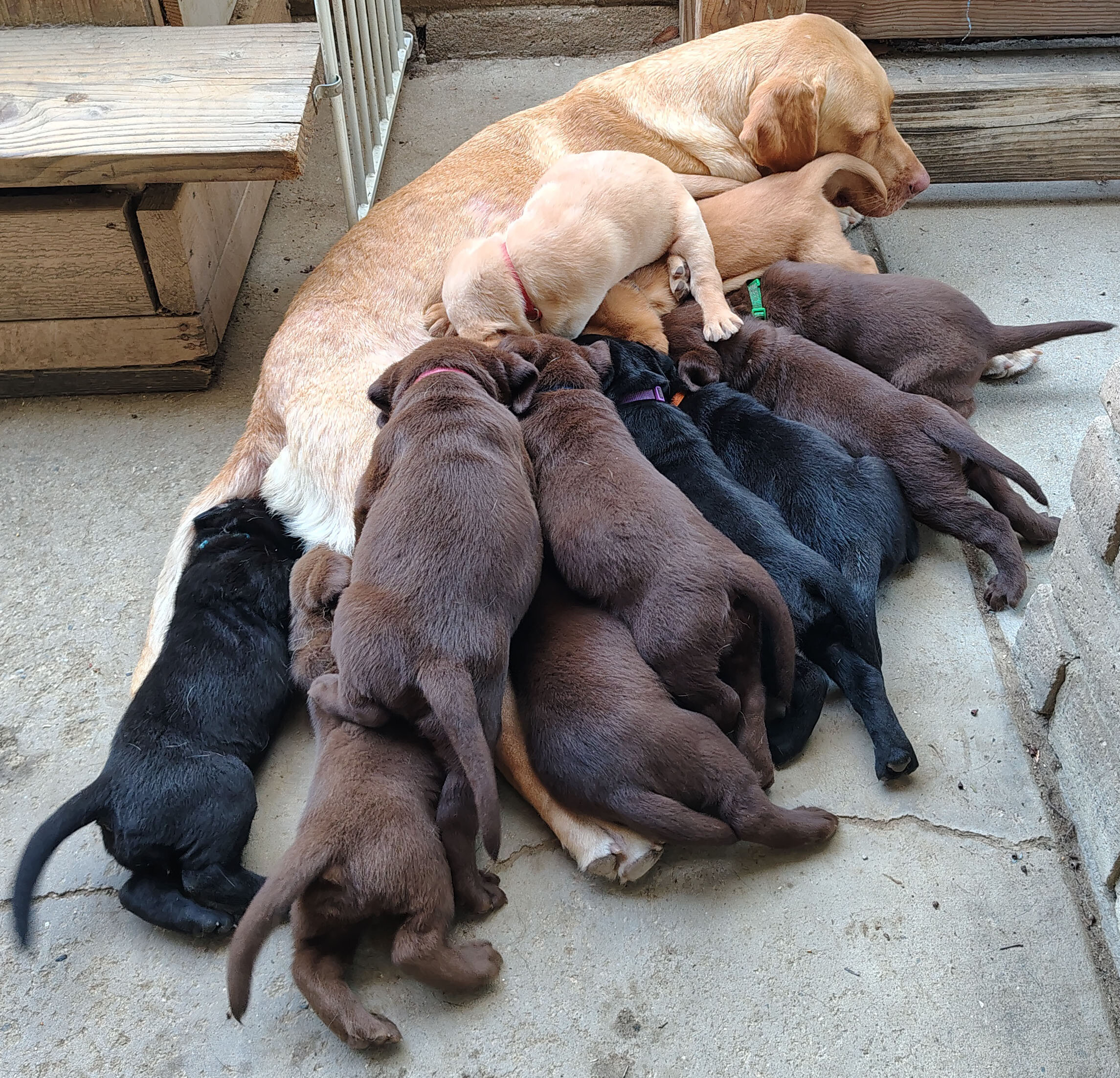 Labrador Retriever Puppies image 4
