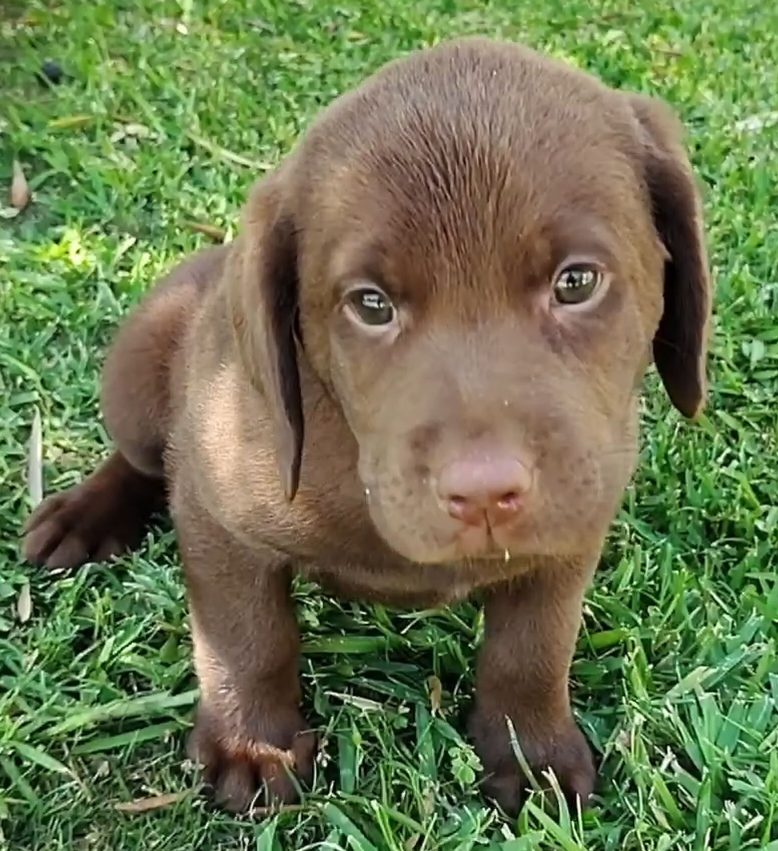 Labrador Retriever Puppies 7 weeks old today 10/2 image 1