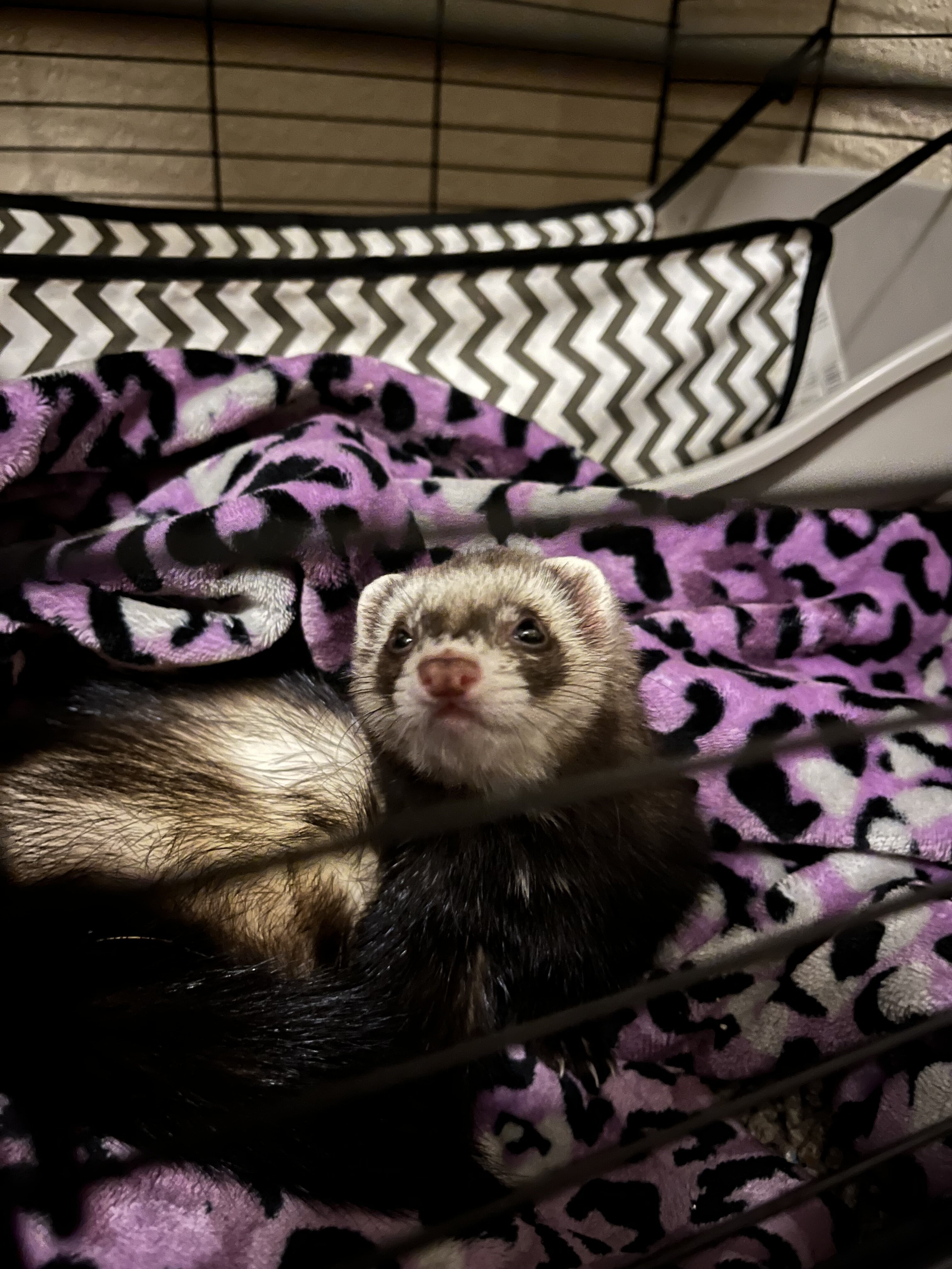 ferret image 1