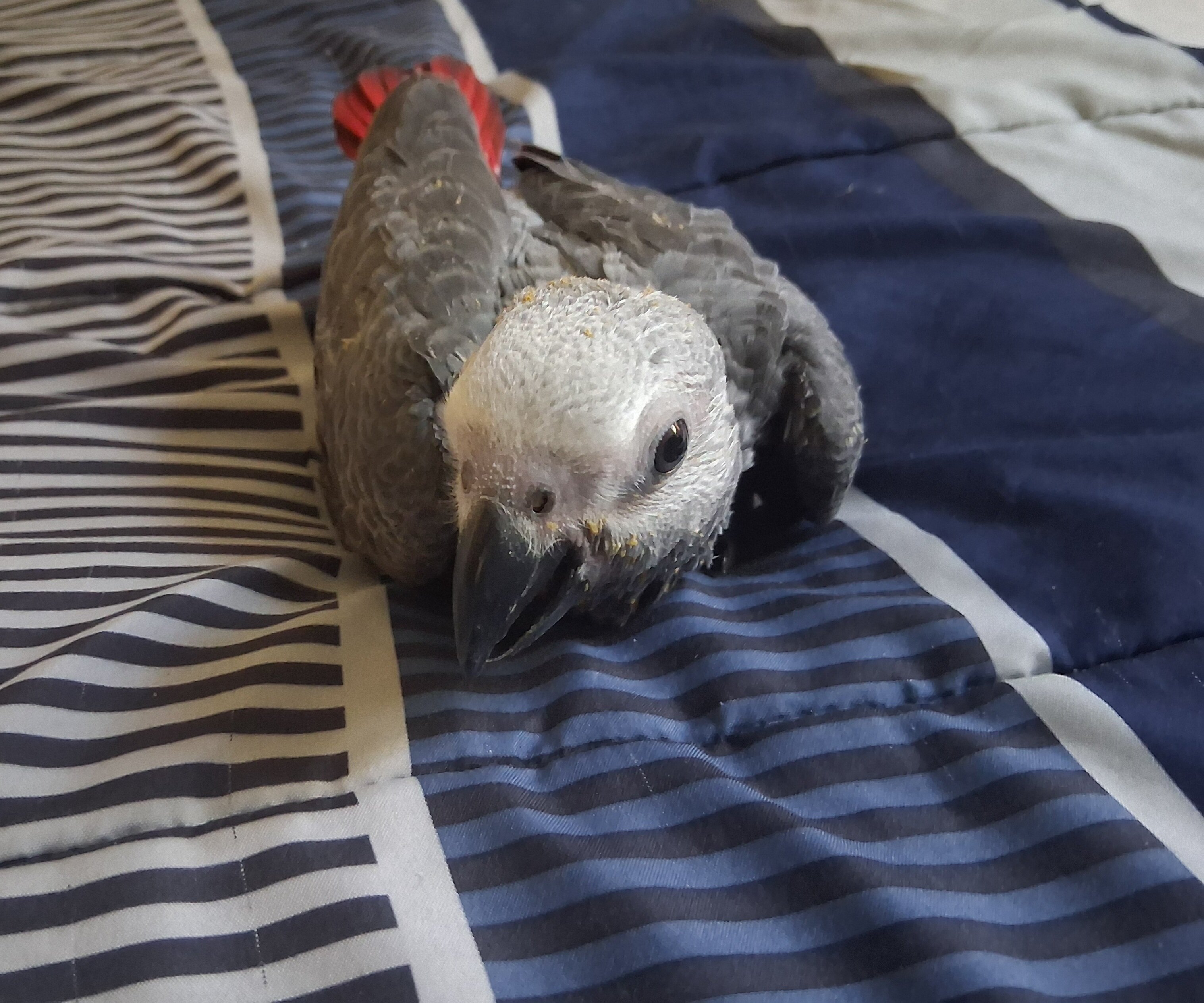 congo african grey image 2
