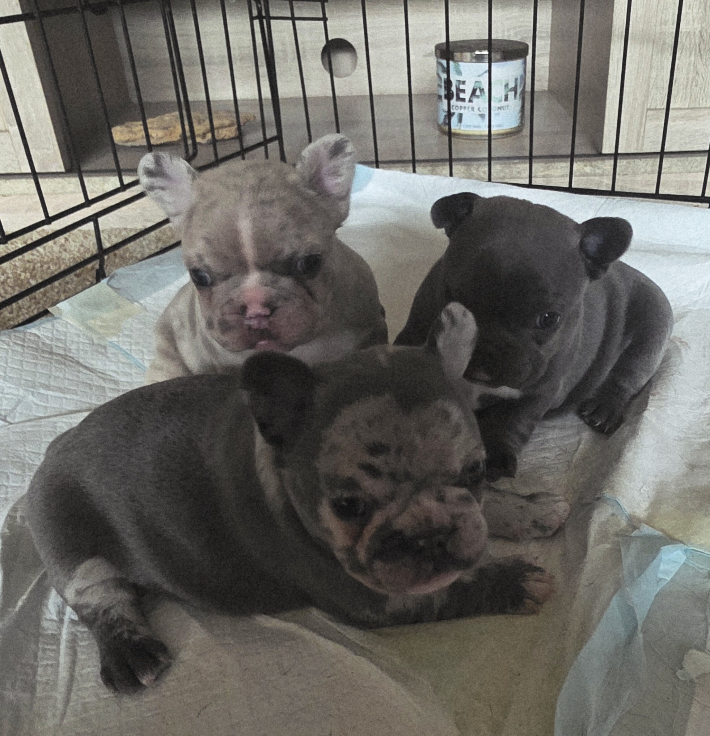 3 frenchies image 2