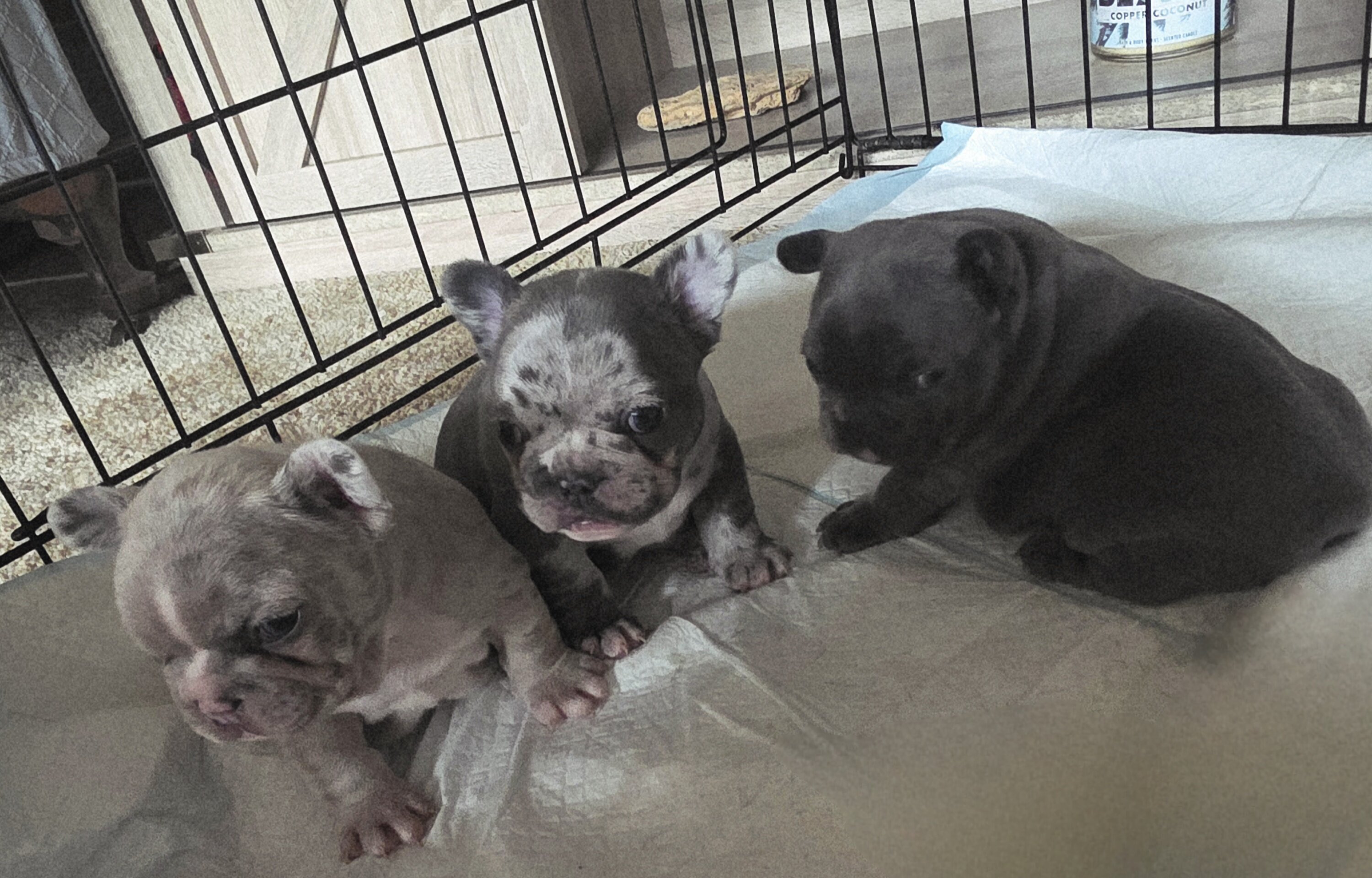 3 frenchies image 1