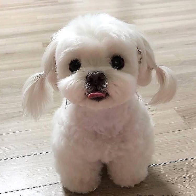 Two Teacup Maltese Puppies Needs a New Family image 1