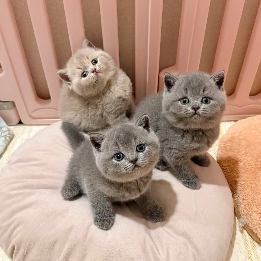 Male and female British Short hair kittens image 1