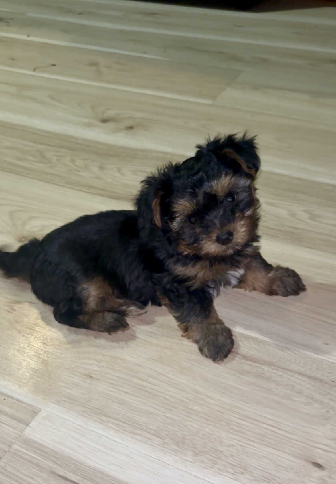 Yorkipoo image 2