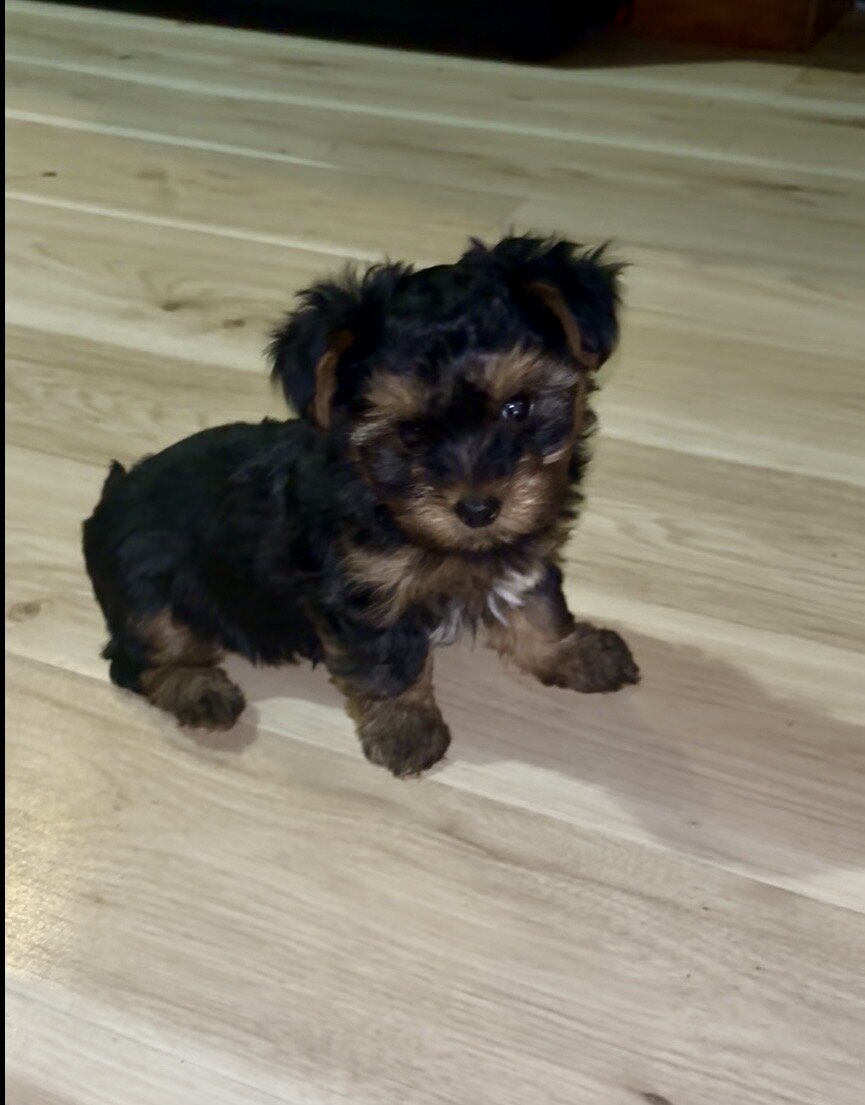 Yorkipoo image 1