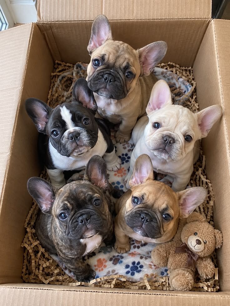 French bulldog puppies image 1